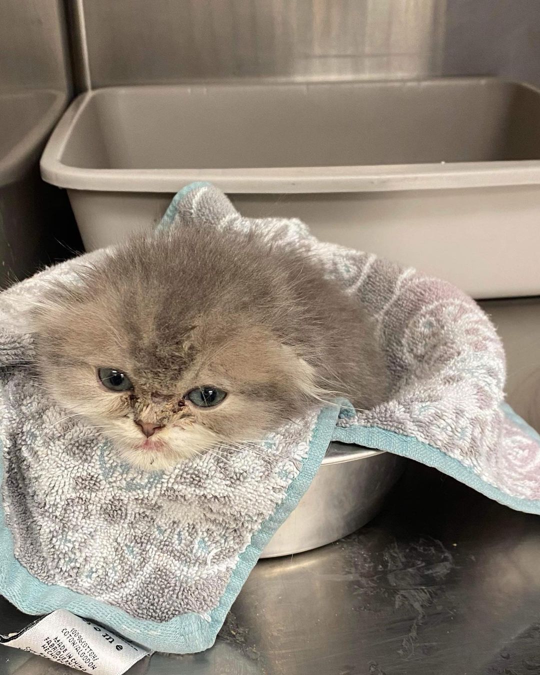 Our precious Scottish Fold baby spent the day at the vet receiving emergency care as he is severely impacted with stool. His backside is so inflamed it’s difficult to tell what gender he is but we are now leaning towards boy. He’s quite a mess so a bath was in order when he got home 😂 If he is unable to poop on his own tonight he will be heading back to the vet first thing tomorrow. Please consider donating towards his care! We’ve had a number of very high vet bills lately and taking on a critical case like this little guy is not something we had extra money for.  Donations can be made via PayPal to Elaine@happyhomesinc.org or via Venmo to Happyhomesanimalrescue-ElaineB (Venmo is preferable).