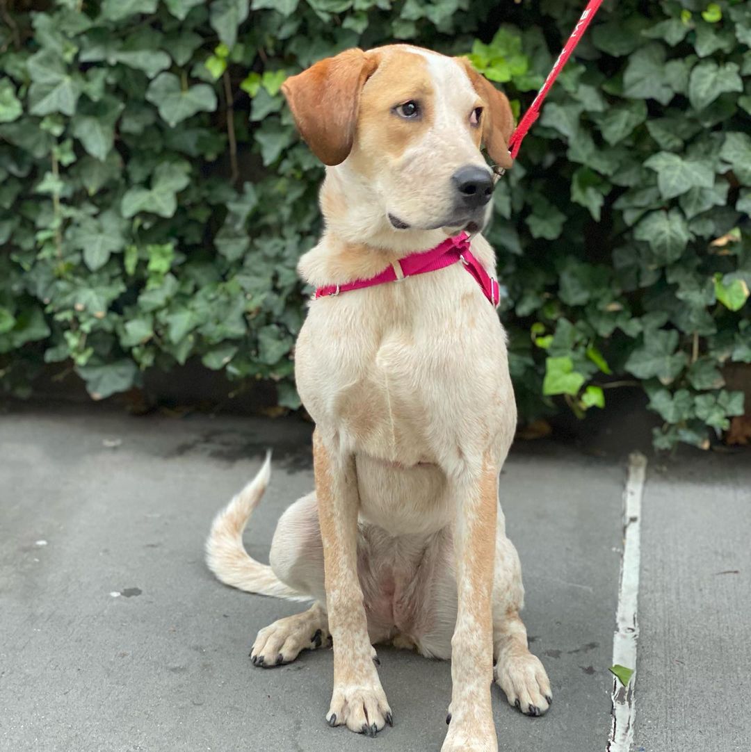 URGENT!! THIS GIRL NEEDS A HOUND LOVING FOSTER HOME ASAP!!! Praline is 7 months old, 40 lbs, and blessed with brains to spare — energy, too. She’s a Barry's Bootcamp, ten mile hikes, rising with the sun kind of girl. For fans of active breed dogs that love learning and running, she’s a fantasy on four legs. Charming, friendly, great with other dogs, confident, curious, and craves the opportunity to do a good job at whatever task you have the patience to teach her. She'd rock at agility courses. To our surprise and delight, she's doing wonderfully in the city. She’s crate trained and mostly housebroken, and she’s very affectionate. Needs a few hours a day of exercise plus a healthy dose of mental stimulation. PLEASE HELP!!! Pickup is ASAP in Chelsea, fostering lasts 2 to 4 weeks. If you can give her a temporary home, please submit the foster app at socialteesnyc.org and email foster@socialteesnyc.org NOW!!! <a target='_blank' href='https://www.instagram.com/explore/tags/adoptdontshop/'>#adoptdontshop</a> <a target='_blank' href='https://www.instagram.com/explore/tags/fosterme/'>#fosterme</a> <a target='_blank' href='https://www.instagram.com/explore/tags/hound/'>#hound</a> <a target='_blank' href='https://www.instagram.com/explore/tags/shiba/'>#shiba</a> <a target='_blank' href='https://www.instagram.com/explore/tags/rescuedog/'>#rescuedog</a> <a target='_blank' href='https://www.instagram.com/explore/tags/dogsofinstagram/'>#dogsofinstagram</a> <a target='_blank' href='https://www.instagram.com/explore/tags/animalrescue/'>#animalrescue</a> <a target='_blank' href='https://www.instagram.com/explore/tags/coonhound/'>#coonhound</a> <a target='_blank' href='https://www.instagram.com/explore/tags/coonhoundsofinstagram/'>#coonhoundsofinstagram</a> <a target='_blank' href='https://www.instagram.com/explore/tags/hounddog/'>#hounddog</a> <a target='_blank' href='https://www.instagram.com/explore/tags/houndsofinstagram/'>#houndsofinstagram</a> <a target='_blank' href='https://www.instagram.com/explore/tags/socialtees/'>#socialtees</a> <a target='_blank' href='https://www.instagram.com/explore/tags/socialteesnyc/'>#socialteesnyc</a> <a target='_blank' href='https://www.instagram.com/explore/tags/straypride/'>#straypride</a>