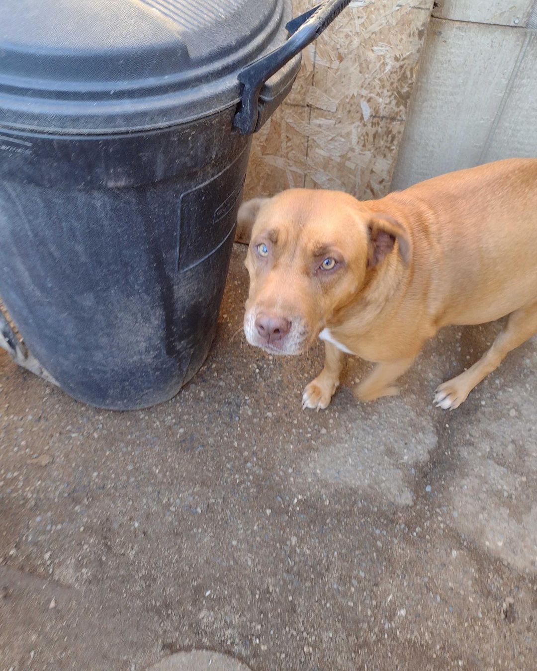 URGENT!! SOS!! Experienced Foster Needed for Very Sweet, Very PREGNANT Momma Dog and Pups when they are born!! Need IMMEDIATELY!! If you are in the Southern CA area and can help, PLEASE Contact us ASAP - Text 760-428-2044 with your info.  <a target='_blank' href='https://www.instagram.com/explore/tags/immediatefosterneeded/'>#immediatefosterneeded</a> <a target='_blank' href='https://www.instagram.com/explore/tags/pregnantpup/'>#pregnantpup</a> <a target='_blank' href='https://www.instagram.com/explore/tags/fostersneeded/'>#fostersneeded</a> <a target='_blank' href='https://www.instagram.com/explore/tags/immediatefosterneeded/'>#immediatefosterneeded</a> <a target='_blank' href='https://www.instagram.com/explore/tags/freedomrescuetemecula/'>#freedomrescuetemecula</a>