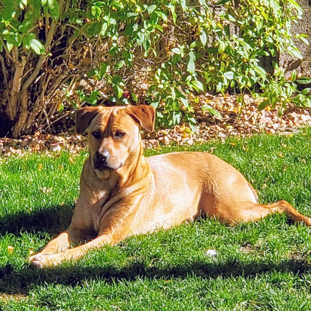 We received an update on one of our pups who was adopted two years ago. We love updates, here is Scooby, living the good life. ❤

“Hello from Scooby Doo. He was one of your rescues. He's been with us in Phoenix for 2 years now. Thank you for all you do!”