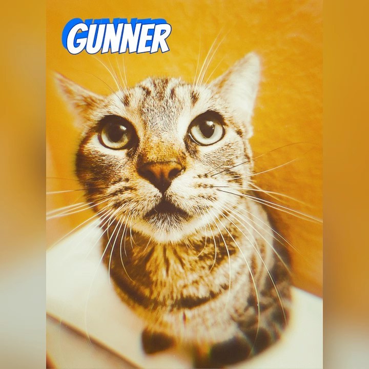 Gunner was abandoned by his owner when they moved. His rescuer for overheard the neighbors talking about shooting him. This is his first time with me and I just gave him vaccines. This guy needs a home as soon as possible he Deserves to know there’s good humans in this world! He’s gorgeous, possible marbled bengal but shorter thicker stature.