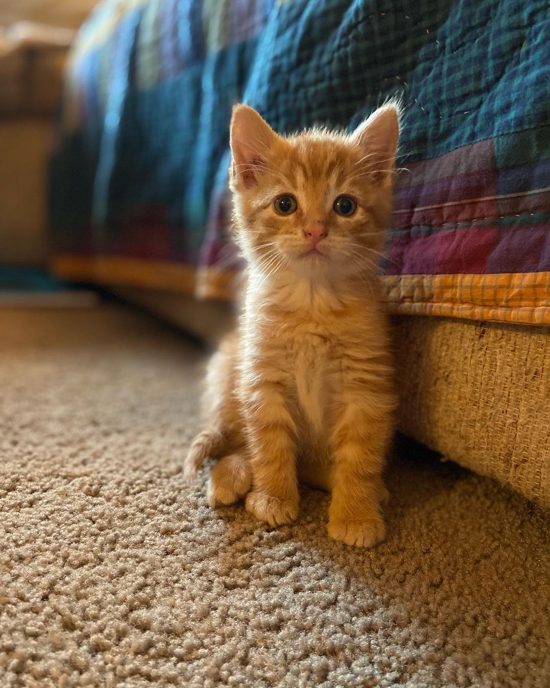 Whoa whoa whoa kittens… Who gave you all permission to be THIS CUTE?!?! You’re killing us here!! Swipe if you’re prepared… Ruby, Onyx, Gold, Laurel, and Louie. 
.
.
.
<a target='_blank' href='https://www.instagram.com/explore/tags/Adoptdontshop/'>#Adoptdontshop</a> <a target='_blank' href='https://www.instagram.com/explore/tags/redemptionroadrescue/'>#redemptionroadrescue</a> <a target='_blank' href='https://www.instagram.com/explore/tags/redemptionroadmn/'>#redemptionroadmn</a> <a target='_blank' href='https://www.instagram.com/explore/tags/kittens/'>#kittens</a> <a target='_blank' href='https://www.instagram.com/explore/tags/kittensofinstagram/'>#kittensofinstagram</a> <a target='_blank' href='https://www.instagram.com/explore/tags/minneapoliskitty/'>#minneapoliskitty</a> <a target='_blank' href='https://www.instagram.com/explore/tags/rescuedismyfavoritebreed/'>#rescuedismyfavoritebreed</a> <a target='_blank' href='https://www.instagram.com/explore/tags/minnesotakittens/'>#minnesotakittens</a> <a target='_blank' href='https://www.instagram.com/explore/tags/rescuekitten/'>#rescuekitten</a> <a target='_blank' href='https://www.instagram.com/explore/tags/adoptedkitten/'>#adoptedkitten</a>