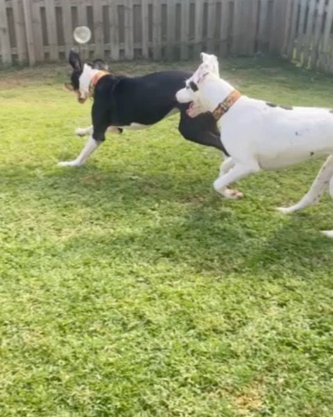 HAPPY TAILS UPDATE!! 

Y’all remember goofy Jace, right? Well he’s living the south Florida beach life now, his new name is Colt and he’s found his forever family with Ashley and George and new dane sister, Athena! The dynamic drool duo are already two peas in a pod together!! 

We are so excited for him! ❤️🐾🙌 So without further ado, everyone please shout out: “Welcome home Colt!” 

@athenathehousecow <a target='_blank' href='https://www.instagram.com/explore/tags/greatdane/'>#greatdane</a> <a target='_blank' href='https://www.instagram.com/explore/tags/greatdanesofinstagram/'>#greatdanesofinstagram</a> <a target='_blank' href='https://www.instagram.com/explore/tags/danesofinstagram/'>#danesofinstagram</a> <a target='_blank' href='https://www.instagram.com/explore/tags/rescuedane/'>#rescuedane</a> <a target='_blank' href='https://www.instagram.com/explore/tags/rescuesofinstagram/'>#rescuesofinstagram</a> <a target='_blank' href='https://www.instagram.com/explore/tags/dogsofinstagram/'>#dogsofinstagram</a> <a target='_blank' href='https://www.instagram.com/explore/tags/greatdanelove/'>#greatdanelove</a>