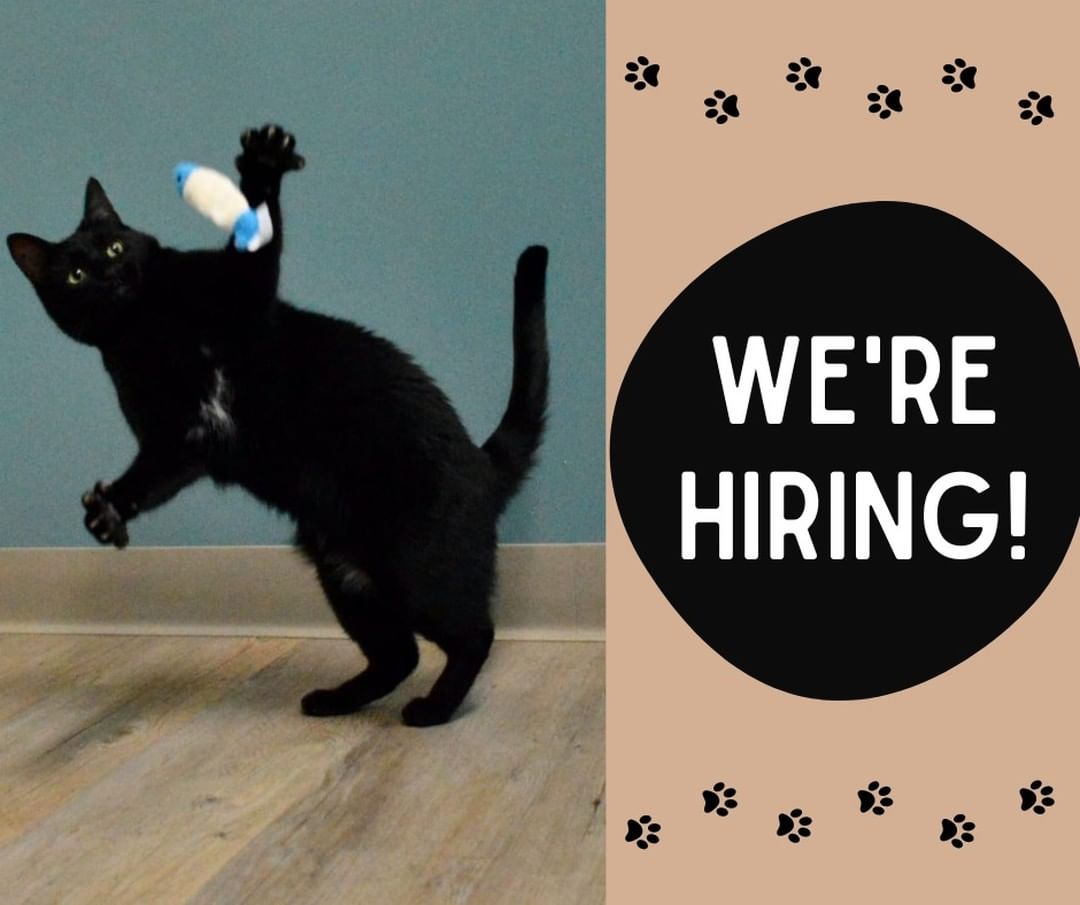 Do you have a passion for helping animals? Are you a hard worker who is looking to make a real difference every day? ☑️

Five Acres is hiring for multiple positions! We're looking for animal-lovers with strong customer service skills. Check out the postings on the Five Acres Indeed page: https://www.indeed.com/cmp/Five-Acres-Animal-Shelter/jobs 🐾<a target='_blank' href='https://www.instagram.com/explore/tags/fiveacresanimalshelter/'>#fiveacresanimalshelter</a> <a target='_blank' href='https://www.instagram.com/explore/tags/safesoundandhomewardbound/'>#safesoundandhomewardbound</a> <a target='_blank' href='https://www.instagram.com/explore/tags/adoptdontshop/'>#adoptdontshop</a>