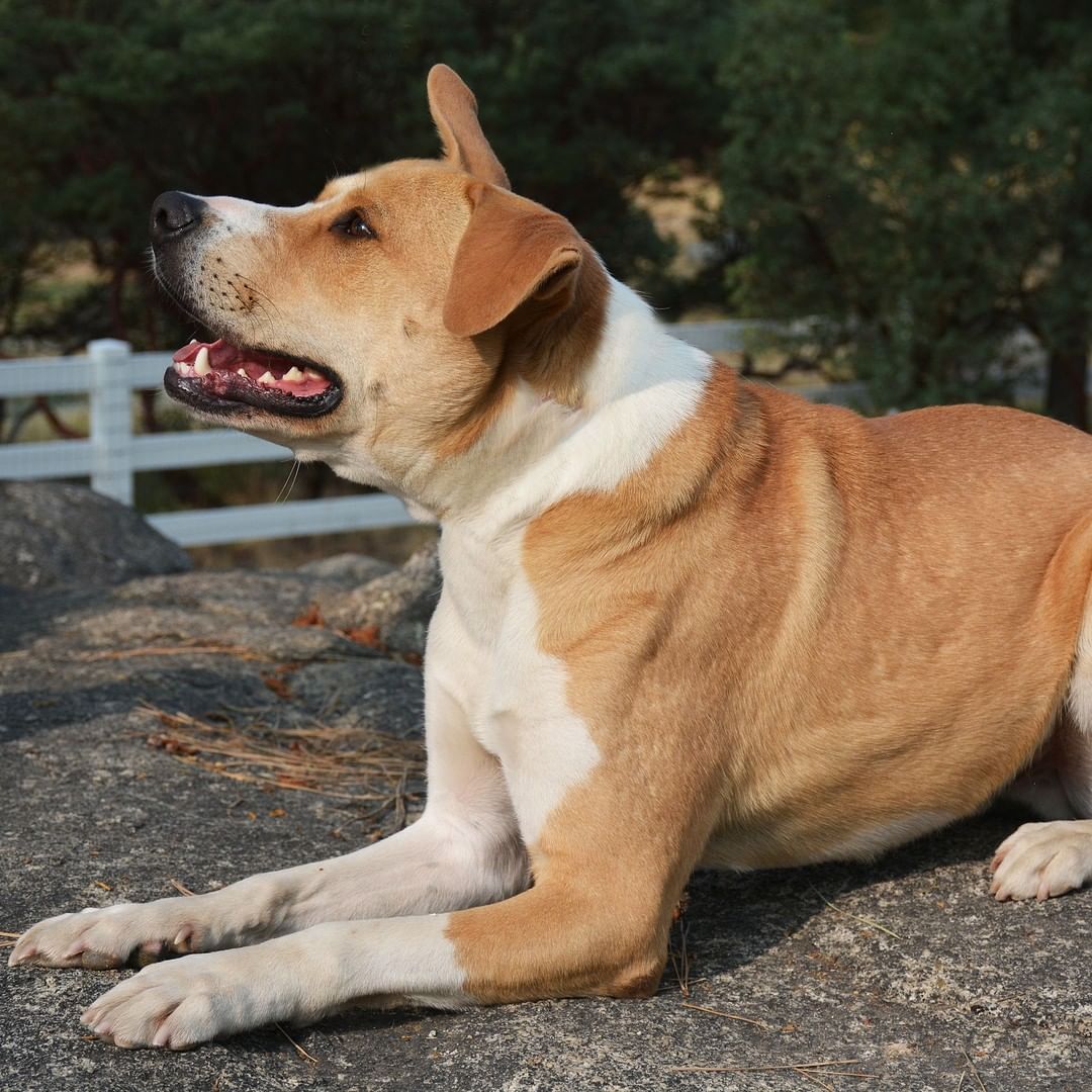 Dug. Male. Collie Mix. DOB: 2/17/17

Dug is a fun-loving dog. He has a very playful, exuberant personality. He can be wary of strangers but will warm to new people with a proper introduction. He enjoys going on long walks and especially enjoys playing in water. Dug is highly food motivated and loves getting treats for good behavior. However, because of his high food drive, he can be guarded about his food bowl during mealtime.

Dug will make a wonderful companion to an experienced adopter in an adult only home. He will flourish in an environment with set boundaries and positive reinforcement.

<a target='_blank' href='https://www.instagram.com/explore/tags/adoptable/'>#adoptable</a> <a target='_blank' href='https://www.instagram.com/explore/tags/adoptdontshop/'>#adoptdontshop</a> <a target='_blank' href='https://www.instagram.com/explore/tags/adoptme/'>#adoptme</a> <a target='_blank' href='https://www.instagram.com/explore/tags/adoptarescuedog/'>#adoptarescuedog</a> <a target='_blank' href='https://www.instagram.com/explore/tags/adoptadogsavealife/'>#adoptadogsavealife</a> <a target='_blank' href='https://www.instagram.com/explore/tags/savethemall/'>#savethemall</a> <a target='_blank' href='https://www.instagram.com/explore/tags/doglovers/'>#doglovers</a> <a target='_blank' href='https://www.instagram.com/explore/tags/doglife/'>#doglife</a> <a target='_blank' href='https://www.instagram.com/explore/tags/rescuedog/'>#rescuedog</a> <a target='_blank' href='https://www.instagram.com/explore/tags/dogrescue/'>#dogrescue</a> <a target='_blank' href='https://www.instagram.com/explore/tags/dogsofinstagram/'>#dogsofinstagram</a> <a target='_blank' href='https://www.instagram.com/explore/tags/animalrescue/'>#animalrescue</a> <a target='_blank' href='https://www.instagram.com/explore/tags/idyllwild/'>#idyllwild</a> <a target='_blank' href='https://www.instagram.com/explore/tags/livingfreeanimals/'>#livingfreeanimals</a>