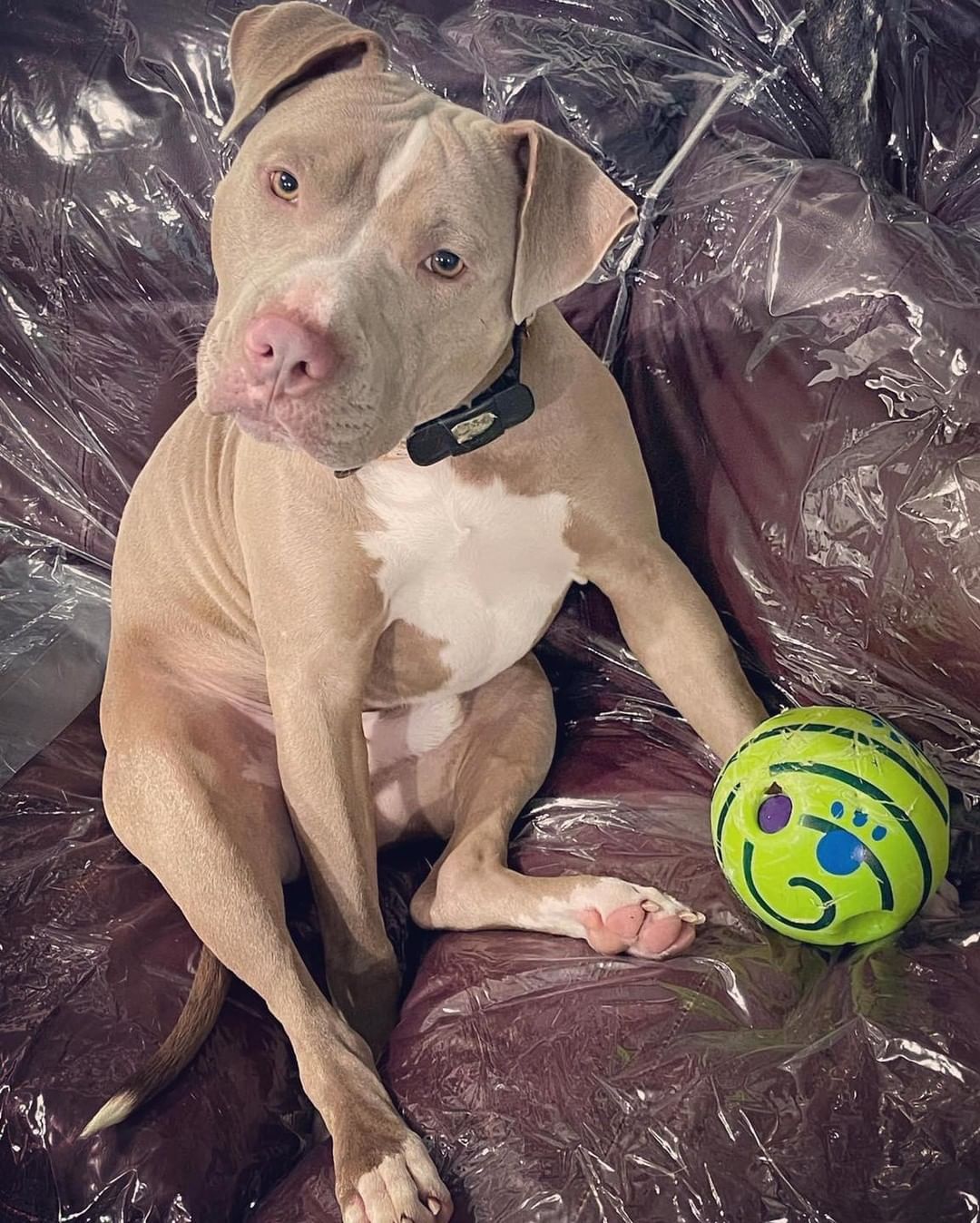 🍳 👩‍🍳 🎂 BAKER’S DOZEN 🧁 👨‍🍳🍮

Baker 👩‍🍳 and Chef’s👨‍🍳 babies are ready for adoption! 

🍰 These beautiful pitty puppies were born August 29th. 

🍬 They are a very energetic bunch who love wrestling with each other and chasing tennis balls. 🎾 

All pups have been spayed/neutered, microchipped and given first vaccines.