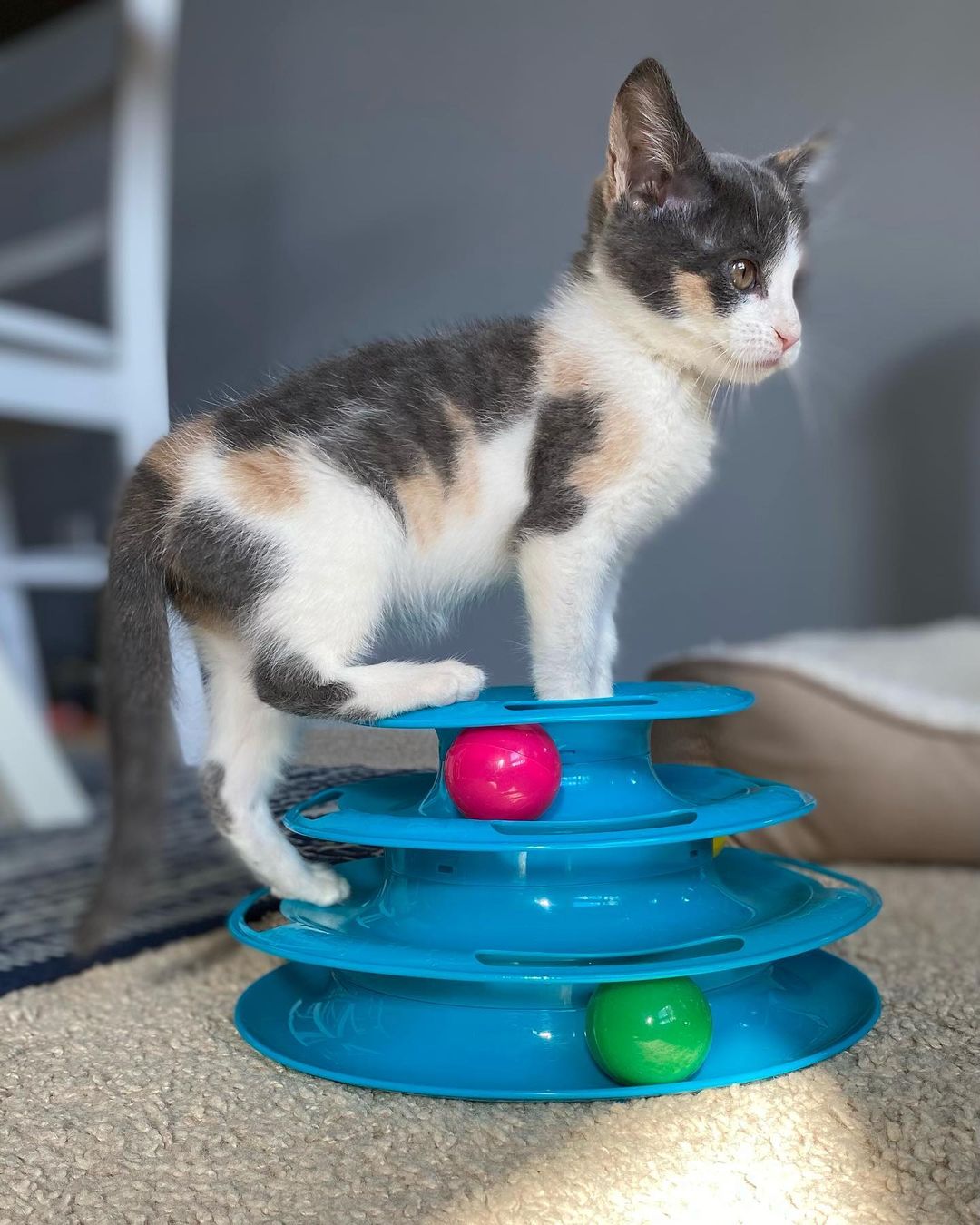 Whoa whoa whoa kittens… Who gave you all permission to be THIS CUTE?!?! You’re killing us here!! Swipe if you’re prepared… Ruby, Onyx, Gold, Laurel, and Louie. 
.
.
.
<a target='_blank' href='https://www.instagram.com/explore/tags/Adoptdontshop/'>#Adoptdontshop</a> <a target='_blank' href='https://www.instagram.com/explore/tags/redemptionroadrescue/'>#redemptionroadrescue</a> <a target='_blank' href='https://www.instagram.com/explore/tags/redemptionroadmn/'>#redemptionroadmn</a> <a target='_blank' href='https://www.instagram.com/explore/tags/kittens/'>#kittens</a> <a target='_blank' href='https://www.instagram.com/explore/tags/kittensofinstagram/'>#kittensofinstagram</a> <a target='_blank' href='https://www.instagram.com/explore/tags/minneapoliskitty/'>#minneapoliskitty</a> <a target='_blank' href='https://www.instagram.com/explore/tags/rescuedismyfavoritebreed/'>#rescuedismyfavoritebreed</a> <a target='_blank' href='https://www.instagram.com/explore/tags/minnesotakittens/'>#minnesotakittens</a> <a target='_blank' href='https://www.instagram.com/explore/tags/rescuekitten/'>#rescuekitten</a> <a target='_blank' href='https://www.instagram.com/explore/tags/adoptedkitten/'>#adoptedkitten</a>