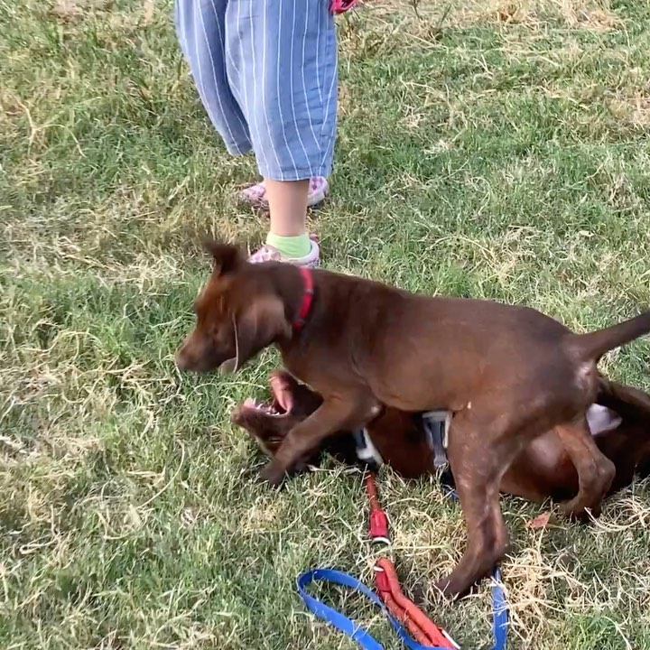 *******. 🏡 ADOPTED! *******

Meet Jumbo! (<a target='_blank' href='https://www.instagram.com/explore/tags/adoptable/'>#adoptable</a> in NY)
.
Quick Facts:
~4 months old
Male
27 lbs
Weimaraner-FMD Mix
✔️Good with other dogs
✔️Good with people and kids
✔️Good with cats
✔️Good in cars
✔️Housebroken
✔️Vaccinated and neutered 
✔️Microchipped
.
Jumbo was a stray puppy in Taiwan, wondering about a cement factory with his stray mama dog, Lady, and his two brothers. Lady and the puppies were in poor condition and malnourished in the life of a stray. Luckily, our Taiwan rescue partners took them in and placed them in loving foster homes. 
.
Jumbo is a smart, calm, and sweet puppy. He learns very quickly and adjusts to new environments easily. Jumbo is good with strangers, kids, dogs, and even cats. Jumbo is potty and crate trained. His favorite pass time is hanging out with other dogs at the park! 
.
If Jumbo sounds like the right pup for you, apply at 👉🏻 harasf.org/application
.
<a target='_blank' href='https://www.instagram.com/explore/tags/rescue/'>#rescue</a> <a target='_blank' href='https://www.instagram.com/explore/tags/rescuedog/'>#rescuedog</a> <a target='_blank' href='https://www.instagram.com/explore/tags/adoptme/'>#adoptme</a> <a target='_blank' href='https://www.instagram.com/explore/tags/adoptable/'>#adoptable</a> <a target='_blank' href='https://www.instagram.com/explore/tags/adopt/'>#adopt</a> <a target='_blank' href='https://www.instagram.com/explore/tags/adoptabledog/'>#adoptabledog</a> <a target='_blank' href='https://www.instagram.com/explore/tags/newyork/'>#newyork</a> <a target='_blank' href='https://www.instagram.com/explore/tags/nyc/'>#nyc</a> <a target='_blank' href='https://www.instagram.com/explore/tags/adoptabledogsinnyc/'>#adoptabledogsinnyc</a> <a target='_blank' href='https://www.instagram.com/explore/tags/FMD/'>#FMD</a> <a target='_blank' href='https://www.instagram.com/explore/tags/taiwandog/'>#taiwandog</a> <a target='_blank' href='https://www.instagram.com/explore/tags/formosanmountaindog/'>#formosanmountaindog</a> <a target='_blank' href='https://www.instagram.com/explore/tags/weimaraner/'>#weimaraner</a>