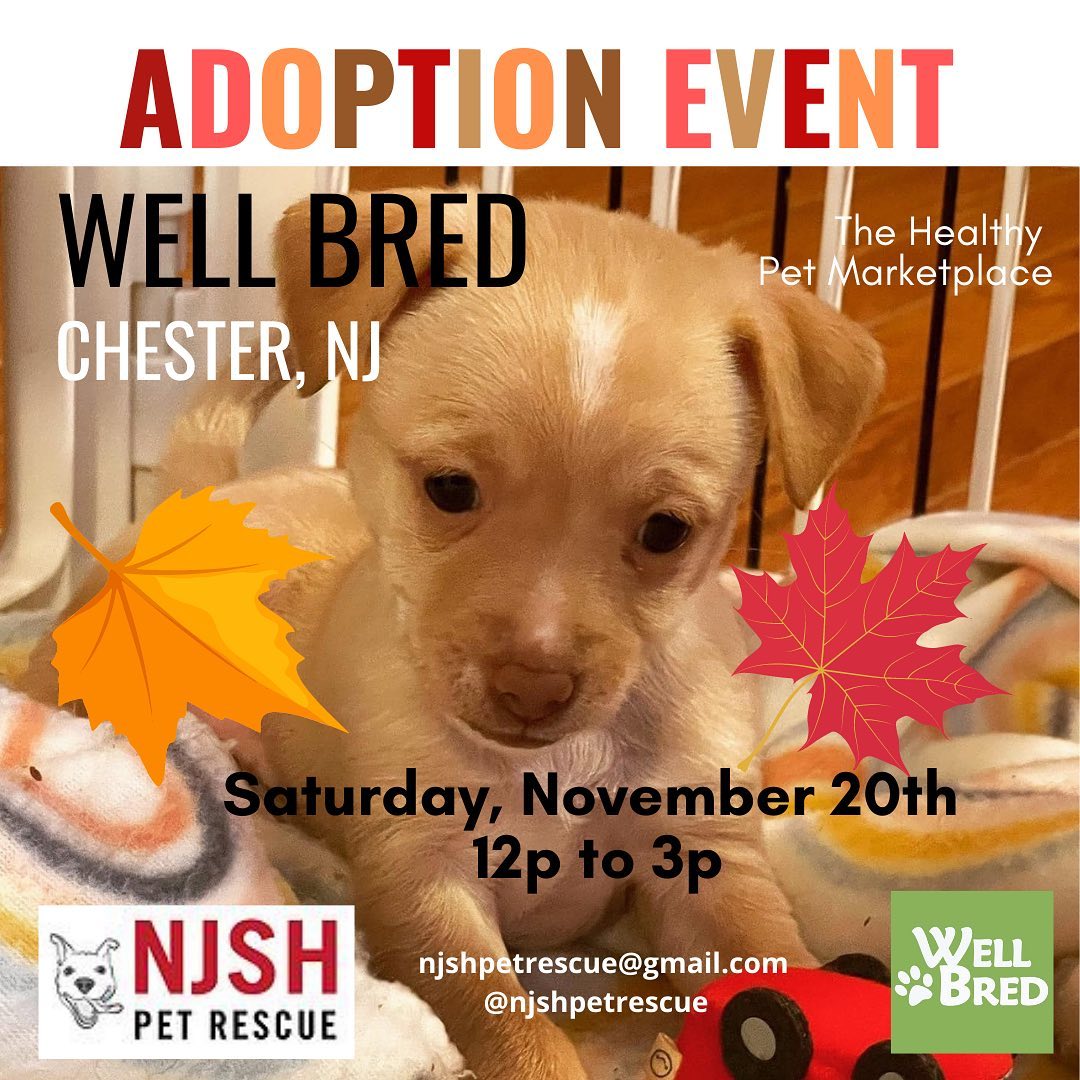 Sunday November 20! Come out to @wellbredpets in Chester NJ to meet your new best friend!
.
.
.
<a target='_blank' href='https://www.instagram.com/explore/tags/adoptionevent/'>#adoptionevent</a> <a target='_blank' href='https://www.instagram.com/explore/tags/adoptabledogsofnj/'>#adoptabledogsofnj</a> <a target='_blank' href='https://www.instagram.com/explore/tags/fureverhome/'>#fureverhome</a> <a target='_blank' href='https://www.instagram.com/explore/tags/morriscountynj/'>#morriscountynj</a> <a target='_blank' href='https://www.instagram.com/explore/tags/fosterdogsofinstagram/'>#fosterdogsofinstagram</a> <a target='_blank' href='https://www.instagram.com/explore/tags/rescuedogsofinstagram/'>#rescuedogsofinstagram</a> <a target='_blank' href='https://www.instagram.com/explore/tags/rescuedogsofnj/'>#rescuedogsofnj</a> <a target='_blank' href='https://www.instagram.com/explore/tags/dogsofnj/'>#dogsofnj</a> <a target='_blank' href='https://www.instagram.com/explore/tags/adoptdontshop/'>#adoptdontshop</a> <a target='_blank' href='https://www.instagram.com/explore/tags/adopt/'>#adopt</a> <a target='_blank' href='https://www.instagram.com/explore/tags/savethemall/'>#savethemall</a> <a target='_blank' href='https://www.instagram.com/explore/tags/newjerseydogs/'>#newjerseydogs</a> <a target='_blank' href='https://www.instagram.com/explore/tags/adoptionrocks/'>#adoptionrocks</a> <a target='_blank' href='https://www.instagram.com/explore/tags/instarescue/'>#instarescue</a> <a target='_blank' href='https://www.instagram.com/explore/tags/instaadopt/'>#instaadopt</a> <a target='_blank' href='https://www.instagram.com/explore/tags/fosterfamily/'>#fosterfamily</a> <a target='_blank' href='https://www.instagram.com/explore/tags/rescueismyfavoritebreed/'>#rescueismyfavoritebreed</a> <a target='_blank' href='https://www.instagram.com/explore/tags/newlife/'>#newlife</a> <a target='_blank' href='https://www.instagram.com/explore/tags/allbreedswithallneeds/'>#allbreedswithallneeds</a> <a target='_blank' href='https://www.instagram.com/explore/tags/njshpetrescue/'>#njshpetrescue</a> <a target='_blank' href='https://www.instagram.com/explore/tags/fosteringsaveslives/'>#fosteringsaveslives</a> <a target='_blank' href='https://www.instagram.com/explore/tags/adoptme/'>#adoptme</a>