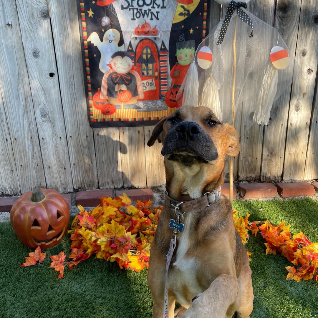 Halloween Vibes brought to y’all by sweet angel boy, Rocky.

We literally cannot believe this love bug is still looking for his forever human/s.

For any of our new followers, Rocky was saved from the streets of Mexico and is approximately 5 years old.

He is an Ehrlichiosis survivor which is a bacterial disease caused by ticks. 

He has chronic distemper myoclonus, causing constant contractions of the jaw leading to gum recession and bone loss. 

@realgoodrescue has exhausted all medical options with multiple vets and specialists. Unfortunately, Rocky is medically not able to undergo anesthesia for oral surgery.

Despite all of this, Rocky is an incredibly happy boy. 

Looking for a long term foster (@realgoodrescue covers all costs) or a forever home for this boy to let him sunbathe and receive all the love that he deserves.

Please share to help Rocky find his human/s.

If you/ someone you know would like to open your home to this sweet boy, please DM @terahgisolo or @realgoodrescue or email terah@realgood.dog 

Thank you in advance for spreading the good word to help this sweet boy in need.

Thank you to @breeking29 and @thecrateescape_ca for providing a temporary foster home for Rocky.

<a target='_blank' href='https://www.instagram.com/explore/tags/RealGoodRescue/'>#RealGoodRescue</a> <a target='_blank' href='https://www.instagram.com/explore/tags/RealGoodGang/'>#RealGoodGang</a> <a target='_blank' href='https://www.instagram.com/explore/tags/HappyHalloween/'>#HappyHalloween</a>