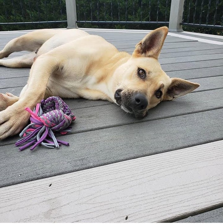 Hermione loves toys, relaxing, and sniffing around her yard.

Do you need a dog who loves toys, relaxing and sniffing around her yard?

If so have you met Hermione? 

You can find out more about her at Peppertree.org/Hermione

<a target='_blank' href='https://www.instagram.com/explore/tags/albanyny/'>#albanyny</a> <a target='_blank' href='https://www.instagram.com/explore/tags/capitalregionny/'>#capitalregionny</a> <a target='_blank' href='https://www.instagram.com/explore/tags/peppertreerescue/'>#peppertreerescue</a>