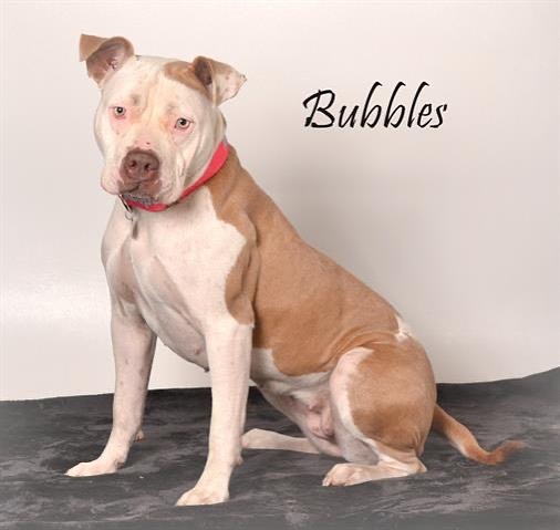 🧡ADOPT ME -  Clackamas County Dog Services in Portland, Oregon — “BUBBLES” is a 1 year old Pit Bull Type dog .  She has been waiting 124 days at the shelter for her forever family.  PLEASE SHARE!

She is a happy and excitable young gal weighing in at about 60 pounds. She ADORES her ball and gently releases it when she brings it back to you during a long game of ball toss. Bubbles would love a home that has experience and love for her breed and will be an advocate for her, including continuing her training to help her be the best girl she can be! Staff have been working to encourage calm behaviors, keeping all four feet on the floor, and encouraging good leash manners. She can be a strong puller, but staff can help you with a training protocol to help you and Bubbles grow together! 

Bubbles would love a new family who can dedicate resources to her continued training, as well as one that can provide both physical and mental enrichment. 1) Bubbles is not a dog for a first time dog owner, as she requires an experienced owner who will continue her training and provide her with adequate mental and physical exercise. 2) Bubbles is a muscular gal, and should not be in a home with any children under the age of 13 years old due to her excitability and size. 3) We aren't sure how Bubbles will be with cats or other small animals. She really enjoys chasing and holding a ball which can be a sign of high prey drive. Be sure to talk to staff about appropriate introductions and training techniques if small animals will live with Bubbles. 4) Bubbles would flourish in a home where all the attention is on her and may do best as an only dog. Like most adult dogs, Bubbles can be selective about her dog friends, and it will take a special kind of dog for Bubbles to be okay cohabitating with. If you have another dog, please be sure to talk with your adoption counselor about their personality, so that they can make sure Bubbles would be okay with your dog.

LINK: https://web3.clackamas.us/dogs/aflyer.jsp?no=103718