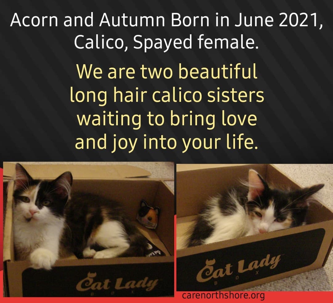 Acorn and Autumn
Acorn: Domestic Longhair, Born in June 2021, Calico, Spayed female. 
Autumn: Domestic Longhair, Born in June 2021, Calico, Spayed female. 
We are two beautiful long hair calico sisters waiting to bring love and joy into your life. We both love to be brushed and combed to keep our long hair silky smooth and petting, well, yes please as often as possible. We also love to play with toys and wand toys and small mice are our favorites. We are good at exploring and can turn just about anything into a toy. Let me introduce myself, Acorn here, I love to play inside tunnels and cardboard cat houses, and I'm really good at stealing toys from my human's hand and running off with it. While my sister, Autumn is a cuddly lovebug and will climb into a lap every chance she gets. We really enjoy sitting or even sleeping in the window to watch the world outside. Does your house have any windows? We'd love to meet you, the sooner the better. 
Adoption Information:
Acorn and Autumn are a bonded pair and must be adopted together.
Children: Yes. 
Cats: Yes, as long as they can handle these rambunctious kittens. 
Dogs: Unknown. 
Adoption Fee: $200 for the pair. 
These kittens will be spayed, microchipped and have full veterinary checkup and vaccines.
To get more info please fill out our online adoption survey. Surveys are responded to in  order, so don't miss out!
carenorthshore.org/cat-adoption-survey

<a target='_blank' href='https://www.instagram.com/explore/tags/carenorthshore/'>#carenorthshore</a>
<a target='_blank' href='https://www.instagram.com/explore/tags/chicagonorthshore/'>#chicagonorthshore</a> <a target='_blank' href='https://www.instagram.com/explore/tags/Skokie/'>#Skokie</a> <a target='_blank' href='https://www.instagram.com/explore/tags/Evanston/'>#Evanston</a> <a target='_blank' href='https://www.instagram.com/explore/tags/lincolnwood/'>#lincolnwood</a> <a target='_blank' href='https://www.instagram.com/explore/tags/Glenview/'>#Glenview</a> <a target='_blank' href='https://www.instagram.com/explore/tags/wilmette/'>#wilmette</a> <a target='_blank' href='https://www.instagram.com/explore/tags/adoptablepets/'>#adoptablepets</a> <a target='_blank' href='https://www.instagram.com/explore/tags/adoptdontshop/'>#adoptdontshop</a> <a target='_blank' href='https://www.instagram.com/explore/tags/petfinder/'>#petfinder</a> <a target='_blank' href='https://www.instagram.com/explore/tags/cats/'>#cats</a> <a target='_blank' href='https://www.instagram.com/explore/tags/catsofinstagram/'>#catsofinstagram</a> <a target='_blank' href='https://www.instagram.com/explore/tags/cats_of_instagram/'>#cats_of_instagram</a> <a target='_blank' href='https://www.instagram.com/explore/tags/catsofinstagram/'>#catsofinstagram</a> <a target='_blank' href='https://www.instagram.com/explore/tags/calico/'>#calico</a> <a target='_blank' href='https://www.instagram.com/explore/tags/calicocat/'>#calicocat</a>
<a target='_blank' href='https://www.instagram.com/explore/tags/calicolovers/'>#calicolovers</a> <a target='_blank' href='https://www.instagram.com/explore/tags/calicocatofinstagram/'>#calicocatofinstagram</a>