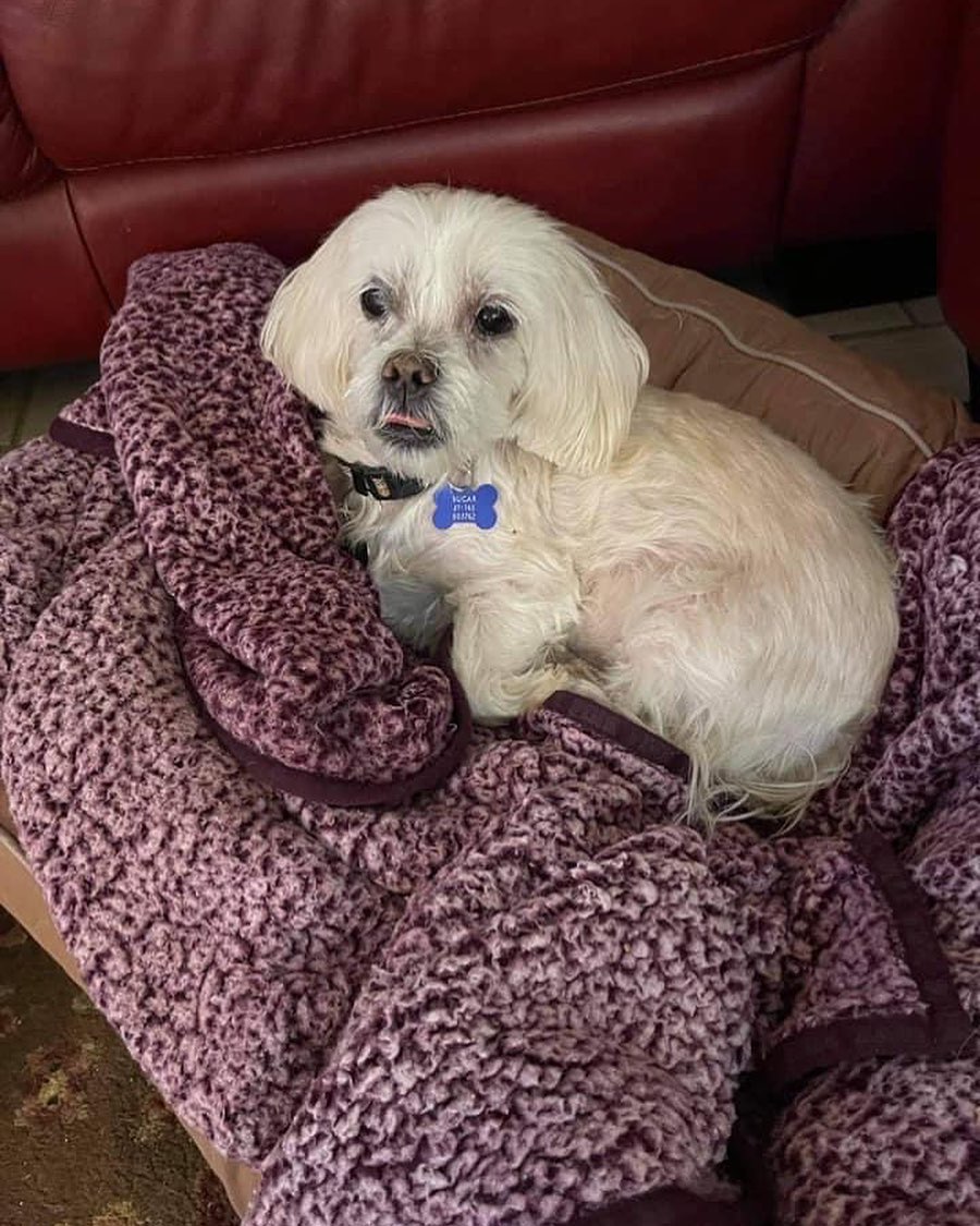 Hello friends! Sweet 12 year old Sugar is in need of a foster. Due to unfortunate circumstances she was returned to PAWS by her owner after 6 years. If you are able to give this little girl a loving foster home, please email Shy at shy@pawspueblo.org to learn more about Sugar and our life saving foster program. <a target='_blank' href='https://www.instagram.com/explore/tags/fosteringsaveslives/'>#fosteringsaveslives</a> <a target='_blank' href='https://www.instagram.com/explore/tags/pawsforlifepueblo/'>#pawsforlifepueblo</a> <a target='_blank' href='https://www.instagram.com/explore/tags/foster/'>#foster</a> <a target='_blank' href='https://www.instagram.com/explore/tags/pueblocolorado/'>#pueblocolorado</a>