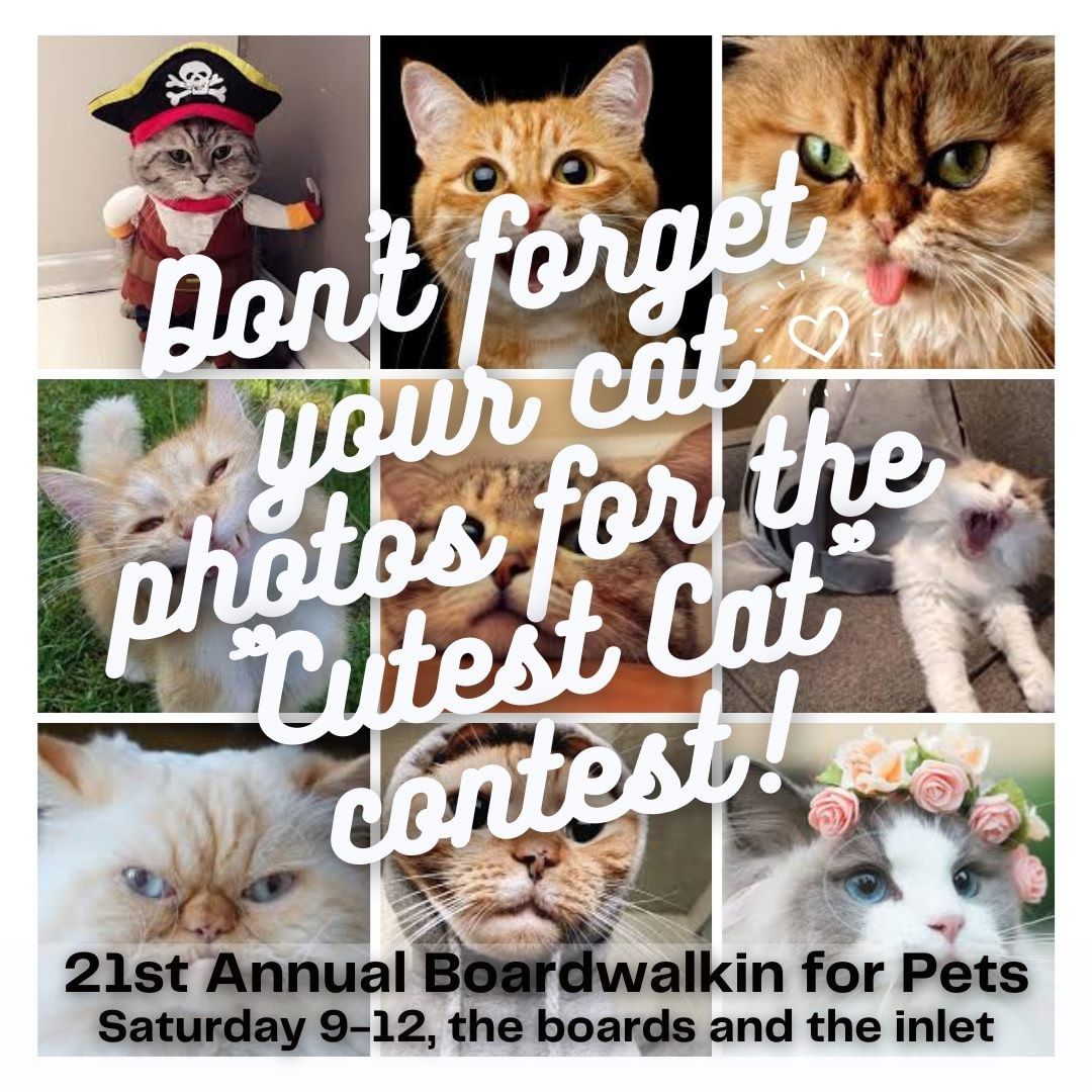 Remember to bring a photo of your cat to share on our cutest cat contest board at the 21st Annual Boardwalkin for Pets!! Who knows, yours may be picked to win the gift basket!

Show us a pic of your cat/kitten...
<a target='_blank' href='https://www.instagram.com/explore/tags/adoptdontshop/'>#adoptdontshop</a> <a target='_blank' href='https://www.instagram.com/explore/tags/adoptatthebeach/'>#adoptatthebeach</a> <a target='_blank' href='https://www.instagram.com/explore/tags/rescuecat/'>#rescuecat</a> <a target='_blank' href='https://www.instagram.com/explore/tags/kittenseason/'>#kittenseason</a> <a target='_blank' href='https://www.instagram.com/explore/tags/ocmd/'>#ocmd</a>