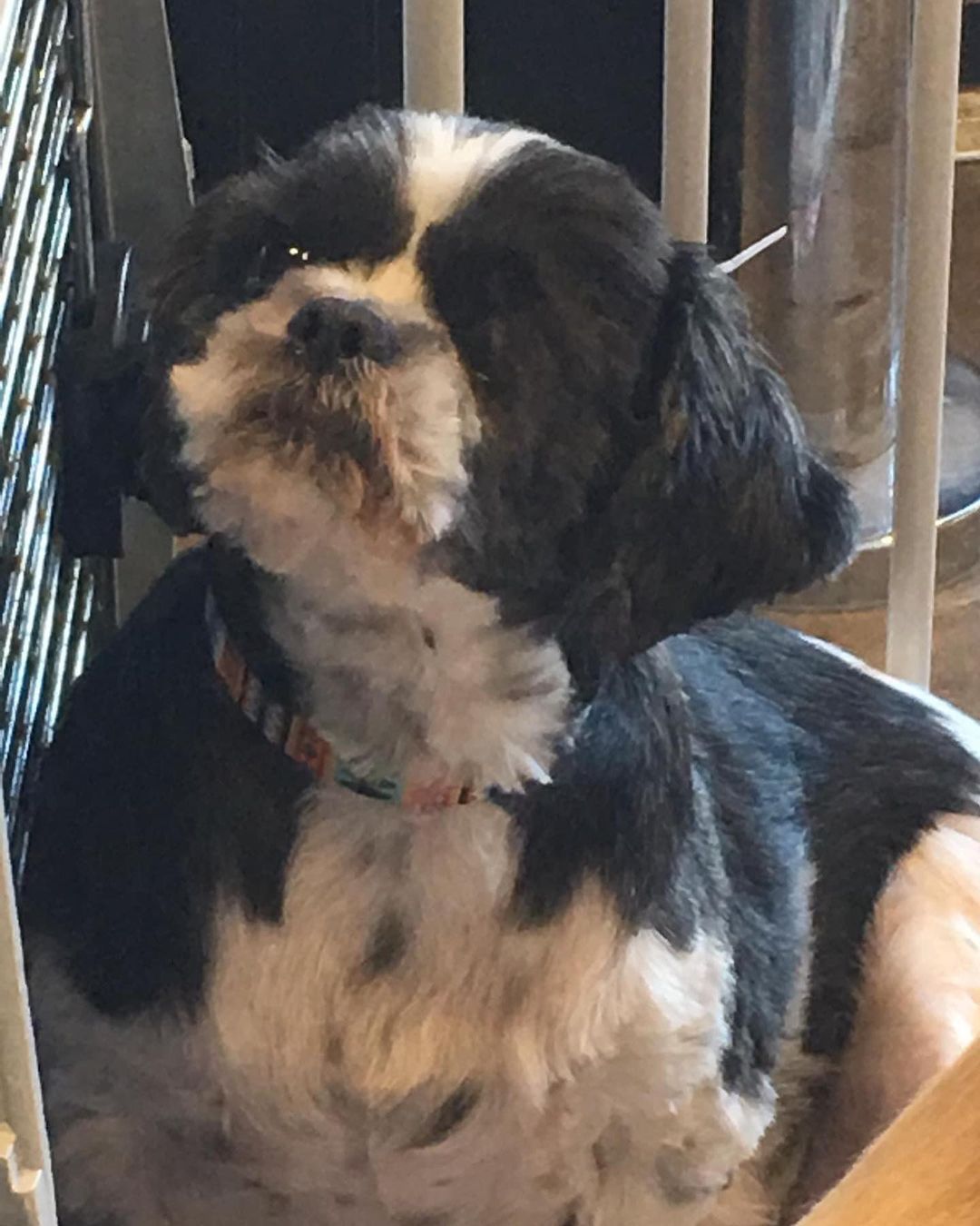 Sunny is a beautiful female Shih Tzu available for adoption through CAMO Rescue. 
She’s 3-4 yrs old, super sweet, low key, great with other dogs. 
Sunny was rescued with a injured eye & unfortunately it had to be removed! 
If Interested you may apply at www.camorescue.com 
Located Dallas, TX area