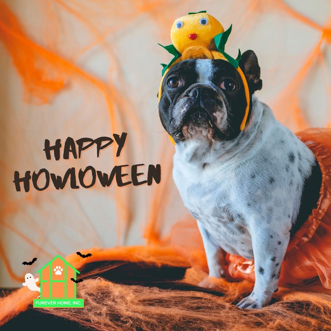 Happy HOWLOWEEN! Remember, no candy for the doggos - only the kiddos! But an extra treat or two wouldn't go amiss. 😜
Stay safe! And if you're dressing up your pet this year, tag us in your story so we can all enjoy.
<a target='_blank' href='https://www.instagram.com/explore/tags/FurEverHome/'>#FurEverHome</a> <a target='_blank' href='https://www.instagram.com/explore/tags/howloween/'>#howloween</a> <a target='_blank' href='https://www.instagram.com/explore/tags/Halloween/'>#Halloween</a>