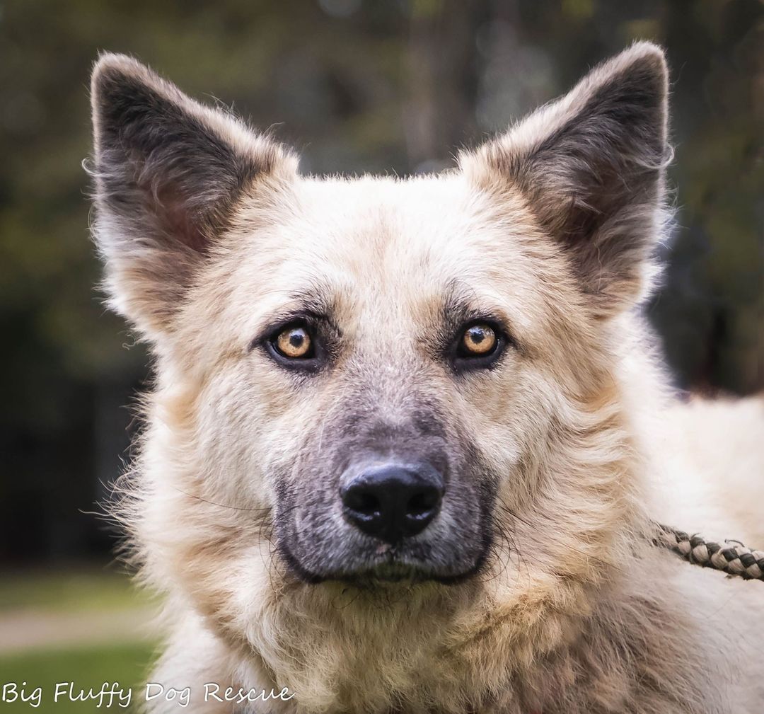 Happy Monday, kids. Back to the salt mines and I don't know about you, but I am pretty sure I am going to be in a diabetic coma shortly from all the Halloween candy I ate.⠀
⠀
Say hello to Berkeley. Berkeley is a 4 year old German shepherd mix who came to us out of one of the worst hoarding cases we've ever had. He arrived with 30+ of his compatriots months ago in terrible condition and absolutely petrified. Seven months later, and this boy is a different dog.⠀
⠀
Berkeley had to be completely shaved down on arrival because he was matted to the skin. He looks fluffy now but you haven't see anything yet. This is a megafluffy dog. I am not sure what is in his ancestry, but we took several Great Pyrenees, a Norwegian elkhound mix and a lot of herding breed mixes from this case, so anything is possible. He is not a big dog and weighs in at just under 60 pounds.⠀
⠀
Berkeley is a sweet dog who takes time to warm up to people. He needs a patient owner who will allow him to come to them for attention and not force attention on him. Given a couple of days, he will come directly to his people for petting and attention. He would be best in a calm home with kids well over the screaming years.⠀
⠀
He absolutely has to have a home with other dogs. He adores other dogs and loves to play. He takes his cues from his dog friends and he is just a wonderful, happy dog with other dogs. He is indifferent to cats. A fenced yard is an absolute requirement. This dog will make someone a fantastic member of the family.