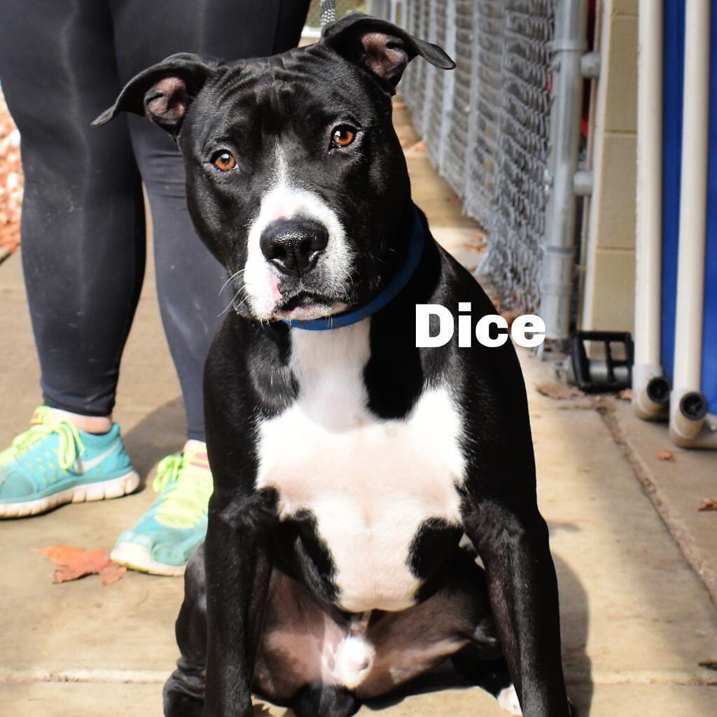 Hi guys it’s me Dice…I am a little sad today because all of my friends who went up for adoption yesterday have pending appointments and I STILL haven’t received a single application. 😥💔 Please don’t forget about me! I am such a loving, playful and goofy guy. I would be a great addition to your family if you give me the chance! ❤️