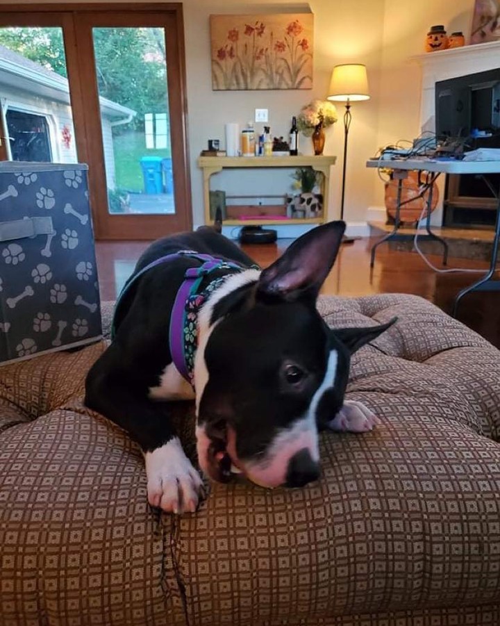 ❤️!!FOSTER NEEDED!!❤️
Stella is in need of a foster home with a fenced yard and other dogs to play with… She is your typical pint-size bully who loves attention, loves everyone she meets but also enjoys cuddling and hanging out!

She is doing fine in her current foster home but her play style is just a little bit much for the other dogs in the home!  She is crate trained and leash trained and would make a great addition to any family!

👉https://www.shelterluv.com/matchme/adopt/LKR/Dog