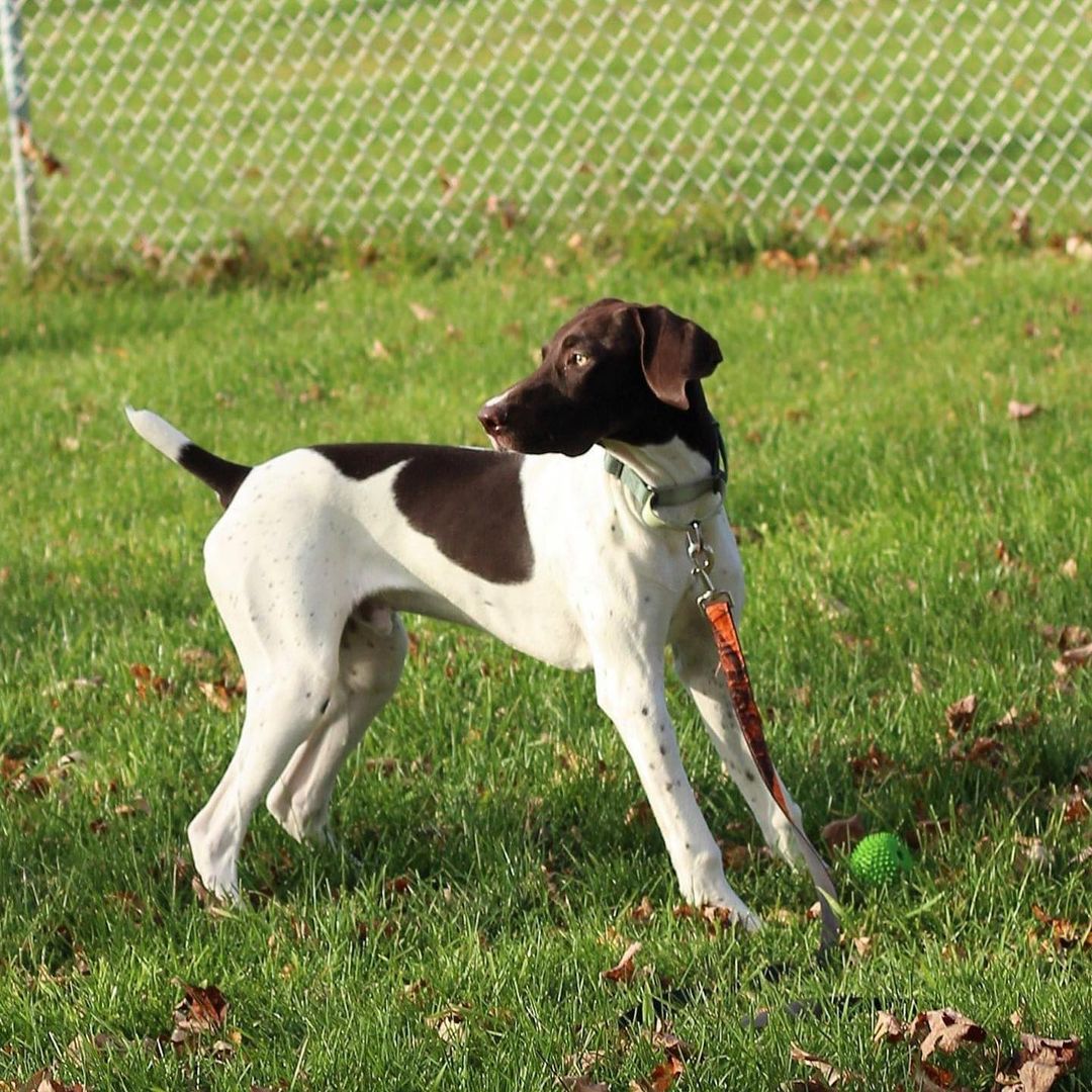 Remy is too handsome to handle! Available for adoption now! <a target='_blank' href='https://www.instagram.com/explore/tags/thebabinskifoundation/'>#thebabinskifoundation</a> <a target='_blank' href='https://www.instagram.com/explore/tags/germanshorthairedpointer/'>#germanshorthairedpointer</a>