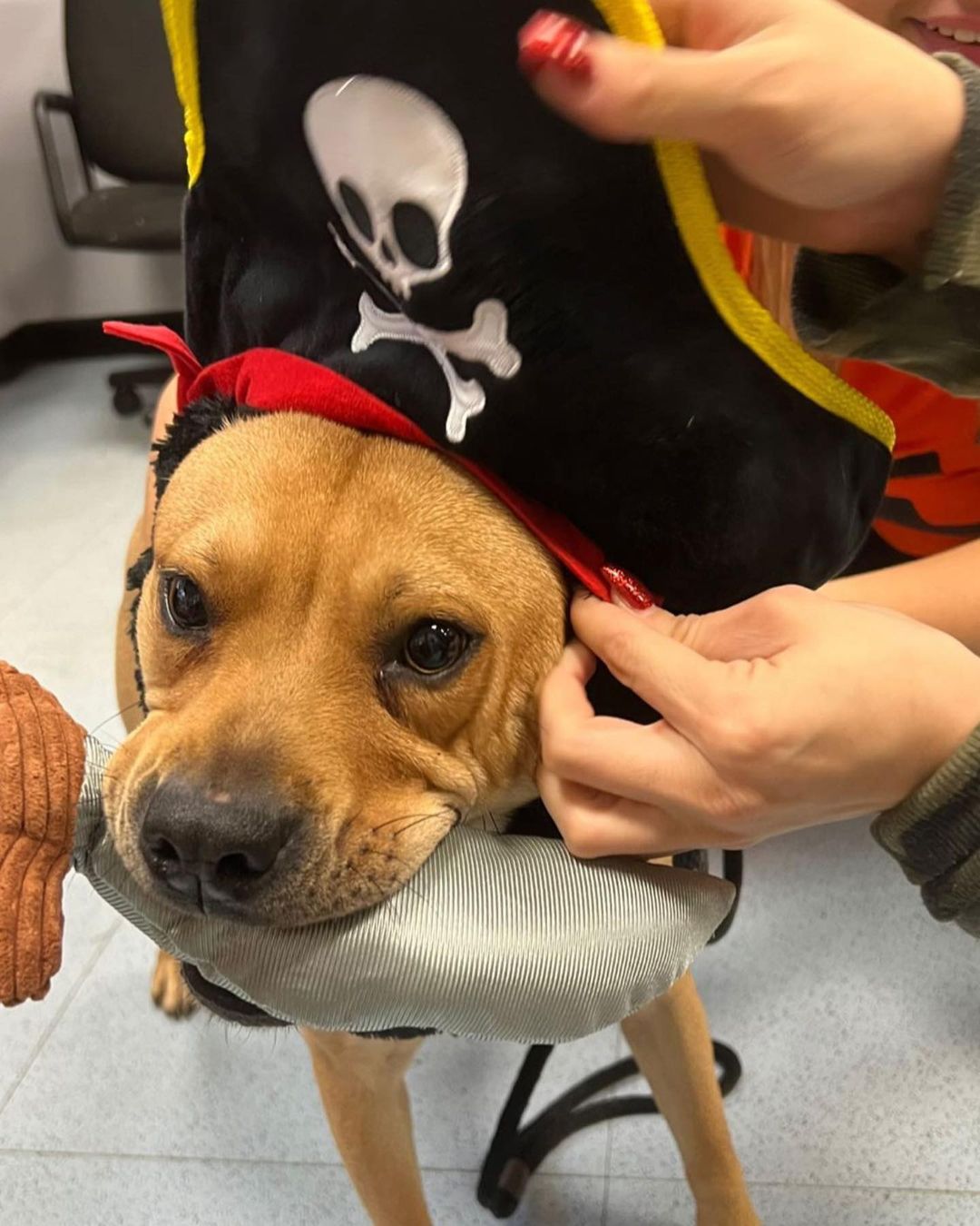 Check out some of our adoptable rescues dressed for Halloween! 
•
Mona Apple Chuckie Champ 🐾🎃