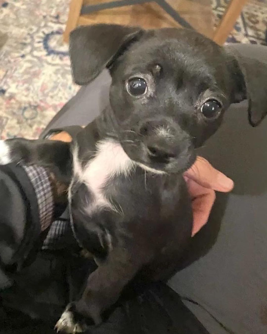 ⭐️ update: all puppies adopted ⭐️ Do I have a treat for you!? PUPPIES! 🐾 These teeny tiny puppies are 8 week old chihuahua mixes. There are 8 - 4 males and 4 females! Puppies are a project and will need lots of time, love, and care!
.
Due to their age we will only be adopting locally in the Charlotte area. Not all of them have made it to our website but all 8 are available for adoption. If you’re interested head to our website and fill out an application - reference the Chihuahua litter. ✨