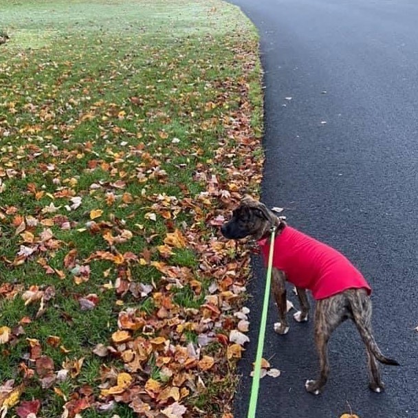 Sweet little Bella enjoying a chilly morning walk!! 
Bella recently had a wonderful meet and greet with a lovely family but the location of their home proved to be a bit frightening for Bella who can be a bit timid. 
This is the reason why we place so much importance on the home visit!! A wonderful home with a wonderful family but just not the right situation for a scared dog. The adopters saw it too so we mutually agreed this was not in anyone’s best interest. 
Our process may take a little longer but it is one that we believe in and is safest for both our dog and their potential adopters. 
.
.
.

<a target='_blank' href='https://www.instagram.com/explore/tags/adoptabledogsofnj/'>#adoptabledogsofnj</a> <a target='_blank' href='https://www.instagram.com/explore/tags/fureverhome/'>#fureverhome</a> <a target='_blank' href='https://www.instagram.com/explore/tags/morriscountynj/'>#morriscountynj</a> <a target='_blank' href='https://www.instagram.com/explore/tags/fosterdogsofinstagram/'>#fosterdogsofinstagram</a> <a target='_blank' href='https://www.instagram.com/explore/tags/rescuedogsofinstagram/'>#rescuedogsofinstagram</a> <a target='_blank' href='https://www.instagram.com/explore/tags/rescuedogsofnj/'>#rescuedogsofnj</a> <a target='_blank' href='https://www.instagram.com/explore/tags/dogsofnj/'>#dogsofnj</a> <a target='_blank' href='https://www.instagram.com/explore/tags/adoptdontshop/'>#adoptdontshop</a> <a target='_blank' href='https://www.instagram.com/explore/tags/adopt/'>#adopt</a> <a target='_blank' href='https://www.instagram.com/explore/tags/savethemall/'>#savethemall</a> <a target='_blank' href='https://www.instagram.com/explore/tags/newjerseydogs/'>#newjerseydogs</a> <a target='_blank' href='https://www.instagram.com/explore/tags/adoptionrocks/'>#adoptionrocks</a> <a target='_blank' href='https://www.instagram.com/explore/tags/instarescue/'>#instarescue</a> <a target='_blank' href='https://www.instagram.com/explore/tags/instaadopt/'>#instaadopt</a> <a target='_blank' href='https://www.instagram.com/explore/tags/fosterfamily/'>#fosterfamily</a> <a target='_blank' href='https://www.instagram.com/explore/tags/rescueismyfavoritebreed/'>#rescueismyfavoritebreed</a> <a target='_blank' href='https://www.instagram.com/explore/tags/newlife/'>#newlife</a> <a target='_blank' href='https://www.instagram.com/explore/tags/allbreedswithallneeds/'>#allbreedswithallneeds</a> <a target='_blank' href='https://www.instagram.com/explore/tags/njshpetrescue/'>#njshpetrescue</a> <a target='_blank' href='https://www.instagram.com/explore/tags/fosteringsaveslives/'>#fosteringsaveslives</a> <a target='_blank' href='https://www.instagram.com/explore/tags/adoptme/'>#adoptme</a>