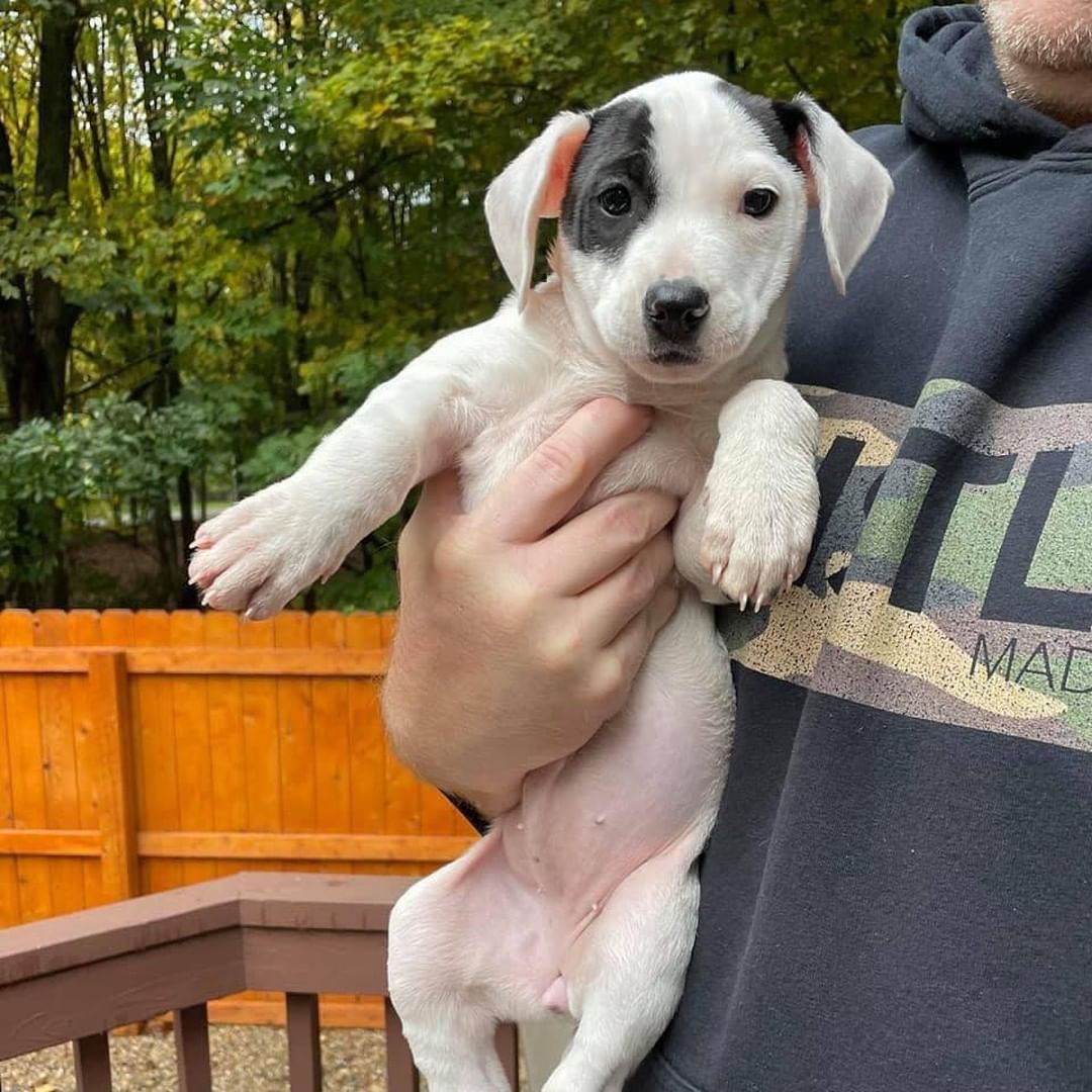 🐾🐿🦍🦀 THE ANIMAL CROSSING LITTER! 

Meet: Tommy, Mable, Whisp, Sable, Serena, and Timmy! 
Breed: Hound/Terrier Mix
Birthdate: 9/1/21
Expected Size: 45-55lbs

❤️‍🔥 While this litter was slow to warm up (they were born in a shelter), they have really come out of their shell the past couple of weeks as they’ve enjoyed the calm, relaxing environment of their foster family. They have been getting proper nutrition, lots of interaction and exercise, and of course, tons of pets and cuddles.

🐾 Each pup is unique in their own way, but they all share the same playful, loving, go-lucky attitude. They enjoy spending their days bouncing around the backyard, rustling through the leaves, and of course…napping in a warm lap! 

🐾 They have already begun potty-training, sleeping through the night, and have a solid headstart on learning the “Basic of Puppy Training” as their fosters work consistently across the family to show and teach them expectations of being a family dog. These pups aren’t perfect, but they are pretty close to it!

Now that they’ve had time to acclimate to family life, it is time to begin their search for their own forever family. If you are ready to commit to forever with one of these furry babies, please submit an application and make sure to mention “Animal Crossing Litter”. Once you’ve rubbed their pudgy little bellies, you’ll know you’ve found your newest family member!

If you are interested in adopting one of these pups, please head to www.pettalesrescue.com and fill out an application ✍🏼