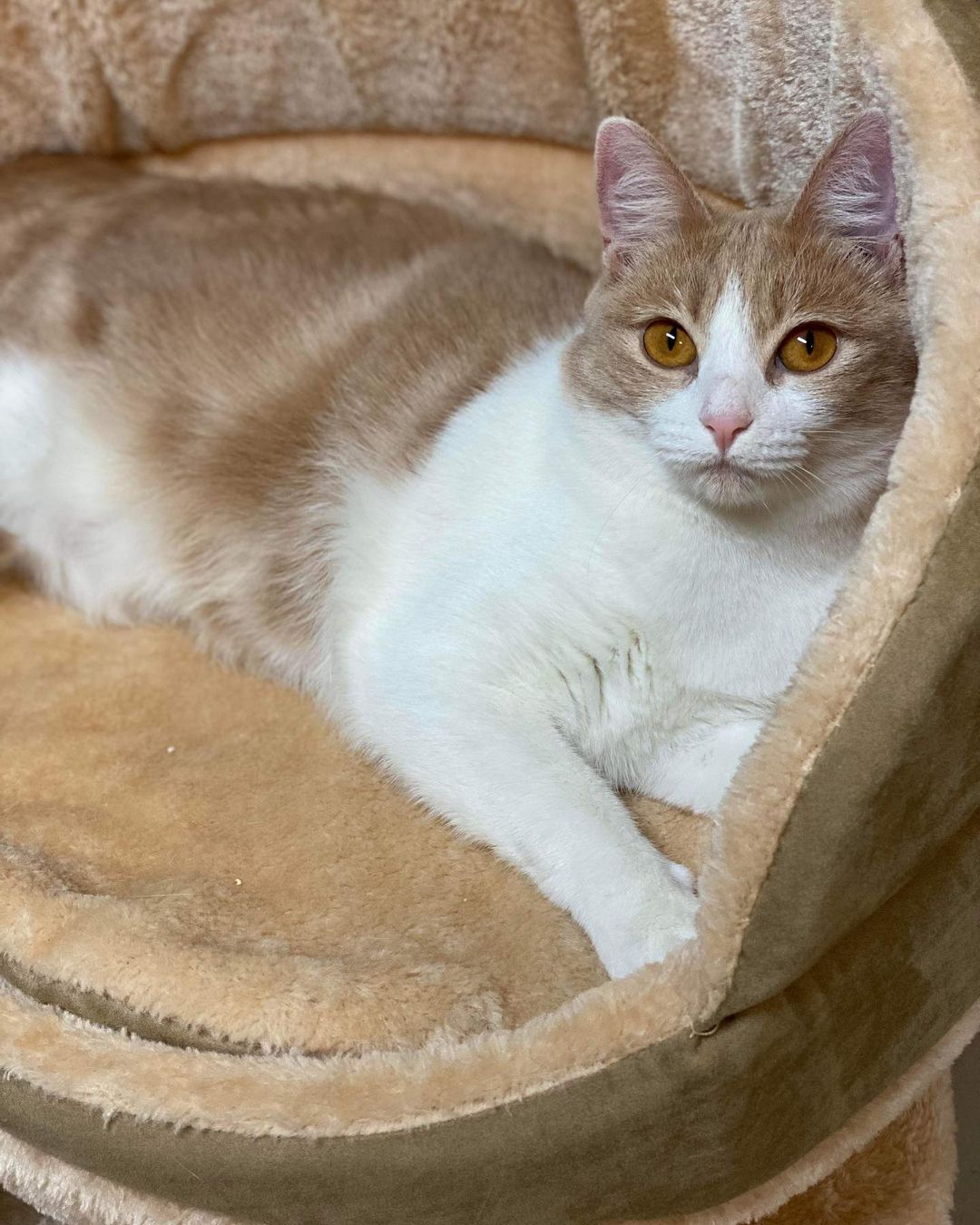 This is Tania and she is our longest standing resident kitty! She is one years old and ready to be adopted! Send in an application today for Tania!