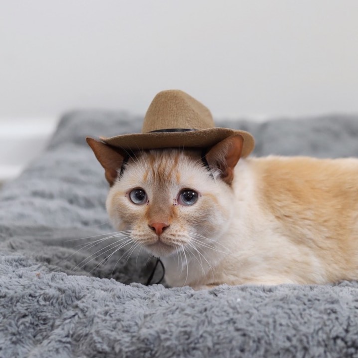 We know Halloween has passed, but cats in cowboy hats should always be in. 🤠