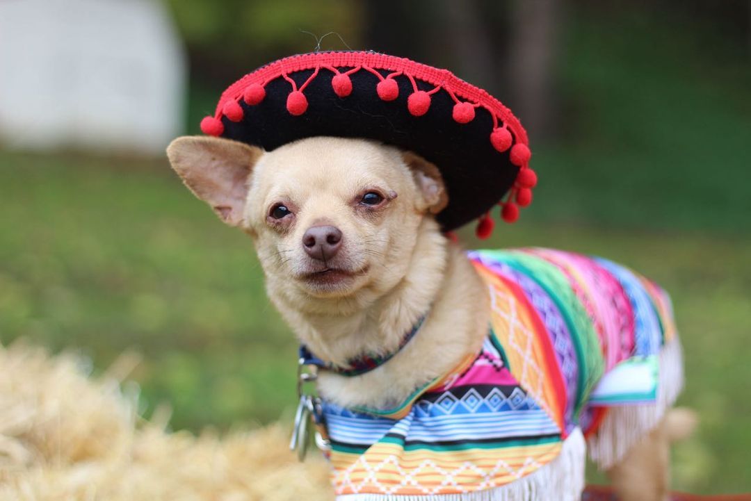 We want to thank everyone that came out to participate at our 1st annual Howl-O-Ween Wooftacular 2021 event! Without you all, HSHC wouldn’t be what it is today. We as a community should be beyond proud! 

It was awesome seeing some of our alum! Everyone was so kind, the vendors were awesome, had amazing food, it was a great event. Hopefully next year we can gather even more folks in the community to come join the festivities. 

Congratulations to Shae for winning both the pumpkin pie eating contest and the ghost poop hunt, Heidi for winning 1st place in our costume contest as “the big bad wolf”, and Embo for winning runner up in the costume contest as “Rambo”! 

Big thank you to The Lunchbox Food Truck, Drifter Doughnuts, Mountain Hound Pet Waste Removal, and Pawsitively Delish WV for joining us! As well as the juniorettes from Bridgeport Middle and the Junior Humane Society club from Robert C. Byrd for helping make the event go so smoothly. You all are sweet as pumpkin pie!
<a target='_blank' href='https://www.instagram.com/explore/tags/hshcwv/'>#hshcwv</a>