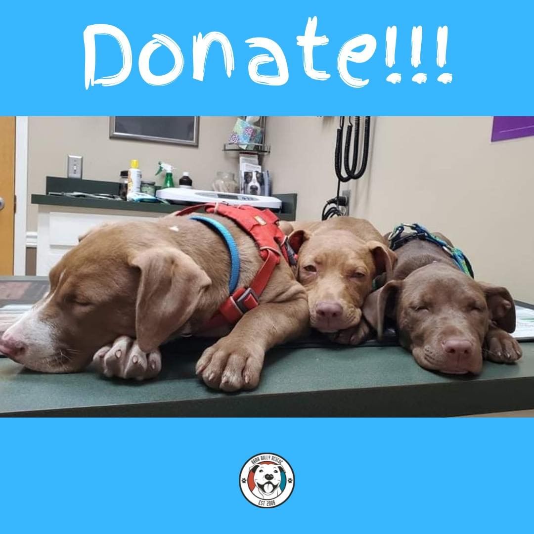 So…puppies are super cute, but their vet bills are EXPENSIVE! 😳 Can you help offset some of their costs? We’d be really appreciative!! 🙏

Link in bio.