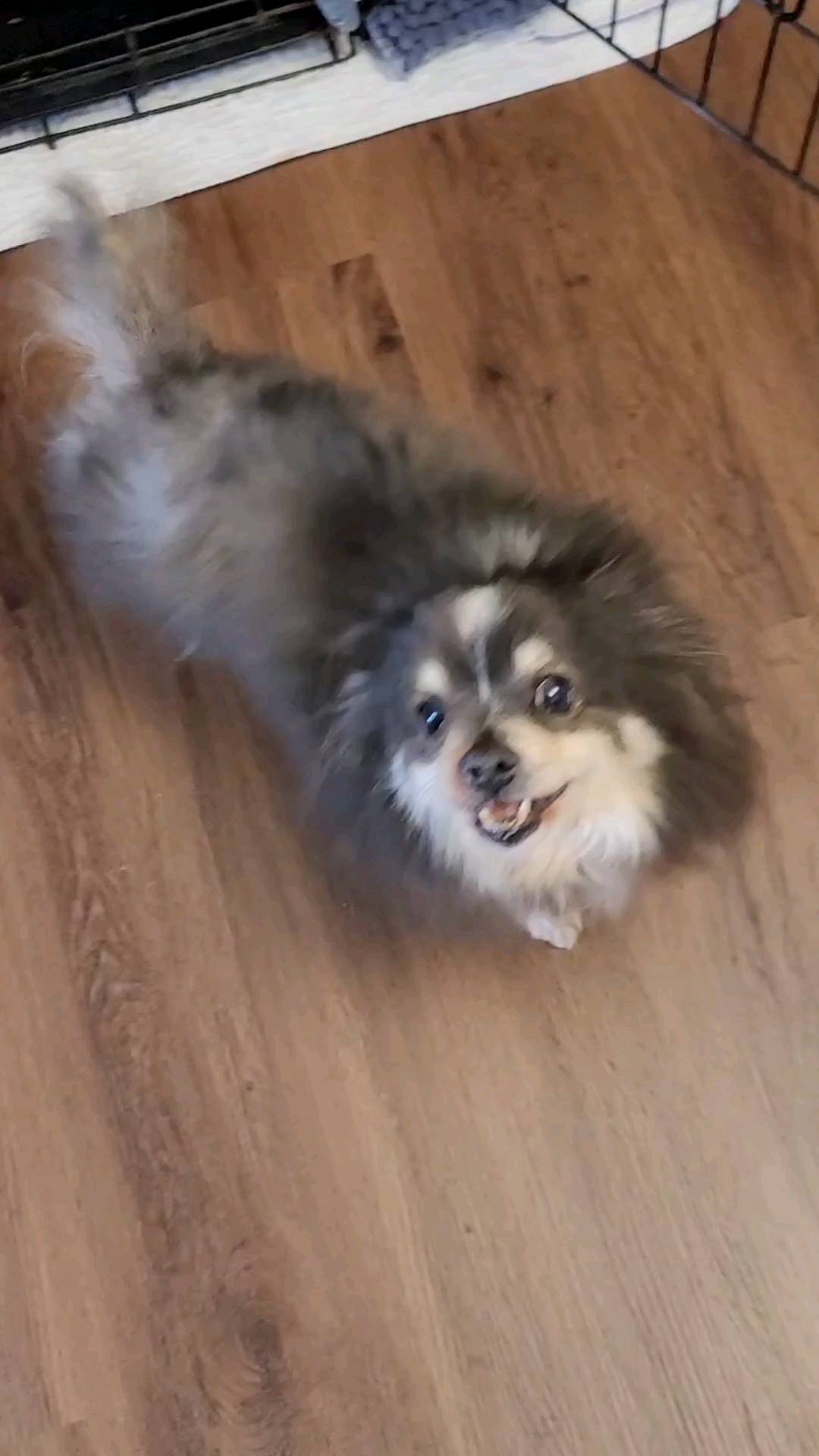 Sissy the dwarf Pom prancing!  <a target='_blank' href='https://www.instagram.com/explore/tags/pomeranian/'>#pomeranian</a> <a target='_blank' href='https://www.instagram.com/explore/tags/dog/'>#dog</a> <a target='_blank' href='https://www.instagram.com/explore/tags/dogsofinstagram/'>#dogsofinstagram</a> <a target='_blank' href='https://www.instagram.com/explore/tags/pom/'>#pom</a> <a target='_blank' href='https://www.instagram.com/explore/tags/puppy/'>#puppy</a> <a target='_blank' href='https://www.instagram.com/explore/tags/pomeranianworld/'>#pomeranianworld</a> <a target='_blank' href='https://www.instagram.com/explore/tags/pomeranianpuppy/'>#pomeranianpuppy</a> <a target='_blank' href='https://www.instagram.com/explore/tags/pomeraniansofinstagram/'>#pomeraniansofinstagram</a> <a target='_blank' href='https://www.instagram.com/explore/tags/pomeranianlove/'>#pomeranianlove</a> <a target='_blank' href='https://www.instagram.com/explore/tags/dogstagram/'>#dogstagram</a> <a target='_blank' href='https://www.instagram.com/explore/tags/instadog/'>#instadog</a> <a target='_blank' href='https://www.instagram.com/explore/tags/pomeranians/'>#pomeranians</a> <a target='_blank' href='https://www.instagram.com/explore/tags/pompom/'>#pompom</a> <a target='_blank' href='https://www.instagram.com/explore/tags/cute/'>#cute</a> <a target='_blank' href='https://www.instagram.com/explore/tags/puppylove/'>#puppylove</a> <a target='_blank' href='https://www.instagram.com/explore/tags/doglover/'>#doglover</a> <a target='_blank' href='https://www.instagram.com/explore/tags/doglovers/'>#doglovers</a> <a target='_blank' href='https://www.instagram.com/explore/tags/dogoftheday/'>#dogoftheday</a> <a target='_blank' href='https://www.instagram.com/explore/tags/pet/'>#pet</a> <a target='_blank' href='https://www.instagram.com/explore/tags/pomstagram/'>#pomstagram</a> <a target='_blank' href='https://www.instagram.com/explore/tags/puppiesofinstagram/'>#puppiesofinstagram</a> <a target='_blank' href='https://www.instagram.com/explore/tags/pomsofinstagram/'>#pomsofinstagram</a> <a target='_blank' href='https://www.instagram.com/explore/tags/pomeranianlife/'>#pomeranianlife</a> <a target='_blank' href='https://www.instagram.com/explore/tags/pomeranianlovers/'>#pomeranianlovers</a> <a target='_blank' href='https://www.instagram.com/explore/tags/love/'>#love</a> <a target='_blank' href='https://www.instagram.com/explore/tags/ilovemydog/'>#ilovemydog</a> <a target='_blank' href='https://www.instagram.com/explore/tags/dogphotography/'>#dogphotography</a> <a target='_blank' href='https://www.instagram.com/explore/tags/doglove/'>#doglove</a> <a target='_blank' href='https://www.instagram.com/explore/tags/rescue/'>#rescue</a> <a target='_blank' href='https://www.instagram.com/explore/tags/pomeranianrescues/'>#pomeranianrescues</a>