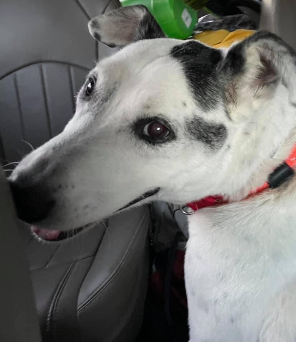 Just checking in to say hello !! Bandit on his way home from his vet appointment with one of our volunteers. He is such a wonderful, happy boy who is enjoying his hospice home. Regular veterinary care is part of our program and our hope is to make his remaining time as comfortable as we can. Thank you to his foster mom Sara for getting him to his appointment yesterday and our volunteer Tina for driving him back home.
.
.
.

<a target='_blank' href='https://www.instagram.com/explore/tags/adoptabledogsofnj/'>#adoptabledogsofnj</a> <a target='_blank' href='https://www.instagram.com/explore/tags/fureverhome/'>#fureverhome</a> <a target='_blank' href='https://www.instagram.com/explore/tags/morriscountynj/'>#morriscountynj</a> <a target='_blank' href='https://www.instagram.com/explore/tags/fosterdogsofinstagram/'>#fosterdogsofinstagram</a> <a target='_blank' href='https://www.instagram.com/explore/tags/rescuedogsofinstagram/'>#rescuedogsofinstagram</a> <a target='_blank' href='https://www.instagram.com/explore/tags/rescuedogsofnj/'>#rescuedogsofnj</a> <a target='_blank' href='https://www.instagram.com/explore/tags/dogsofnj/'>#dogsofnj</a> <a target='_blank' href='https://www.instagram.com/explore/tags/adoptdontshop/'>#adoptdontshop</a> <a target='_blank' href='https://www.instagram.com/explore/tags/adopt/'>#adopt</a> <a target='_blank' href='https://www.instagram.com/explore/tags/savethemall/'>#savethemall</a> <a target='_blank' href='https://www.instagram.com/explore/tags/newjerseydogs/'>#newjerseydogs</a> <a target='_blank' href='https://www.instagram.com/explore/tags/adoptionrocks/'>#adoptionrocks</a> <a target='_blank' href='https://www.instagram.com/explore/tags/instarescue/'>#instarescue</a> <a target='_blank' href='https://www.instagram.com/explore/tags/instaadopt/'>#instaadopt</a> <a target='_blank' href='https://www.instagram.com/explore/tags/fosterfamily/'>#fosterfamily</a> <a target='_blank' href='https://www.instagram.com/explore/tags/rescueismyfavoritebreed/'>#rescueismyfavoritebreed</a> <a target='_blank' href='https://www.instagram.com/explore/tags/newlife/'>#newlife</a> <a target='_blank' href='https://www.instagram.com/explore/tags/allbreedswithallneeds/'>#allbreedswithallneeds</a> <a target='_blank' href='https://www.instagram.com/explore/tags/njshpetrescue/'>#njshpetrescue</a> <a target='_blank' href='https://www.instagram.com/explore/tags/fosteringsaveslives/'>#fosteringsaveslives</a> <a target='_blank' href='https://www.instagram.com/explore/tags/adoptme/'>#adoptme</a>