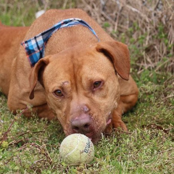 Henlo hai from the happiest blur of a boi, HOOVER!🏀

According to his foster mom, this super sweet boy would make the *perfect* companion for the right owner or family!

Hoover LOVES to be with his humans. He loves to play with toys, in fact one of his cutest quirks is that he takes large toys in his mouth, shows them to you and then takes back to his crate to play with them. A good boi, indeed. 🧡

Hoover is good with other dogs and good with strangers. He's good on the leash. He's house and crate trained. ✅ ✅✅

Hoover's ideal home would be one that is active so he can get his walks, hikes 🥾 and playtime 🎾 in every day—as well as an adult-only home or one with older kids. Other dogs are fine, but of course, intros 🤝 are always needed.

Hoover is about four yrs old and weighs about 45 lbs. He is utd on shots and is neutered. 

Have questions? Want to arrange a visit? Please contact reboundhounds@gmail.com, and we will get back to you!