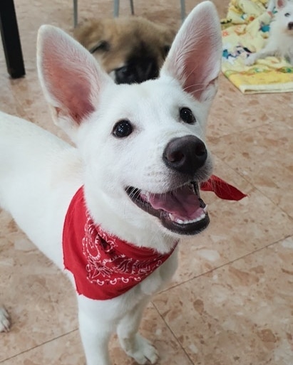 IN SEARCH OF FOREVER HOME 🏘️💕 

We promise Harvey is a dog and not a poorly disguised  bunny. He is a 7 month old Jindo mix (weighing 8kg/17lb) who was born after his mom was rescued from an abusive owner.

Harvey currently lives at our partner boarding house and has typical puppy qualities. He is energetic and love to play with people and other dogs with a happy go lucky personality.

However, Harvey is still a puppy and the shelter is the only life he's known. As a result, his adopter should understand that it might take him some time to adjust to the great big world, which can include being familiar with his leash and harness, and being outside.

His ideal home is with a family who are committed to continuing socializing him with people and other dogs. A household where someone can be home to spend with him for the majority of the day is ideal, as he is still young.

To apply or learn more:  https://www.freekoreandogs.org/adopt/harvey/
.
.
.
.
.
.
.
.
.
<a target='_blank' href='https://www.instagram.com/explore/tags/freekoreandogs/'>#freekoreandogs</a> <a target='_blank' href='https://www.instagram.com/explore/tags/adoptdontshop/'>#adoptdontshop</a> <a target='_blank' href='https://www.instagram.com/explore/tags/rescuedog/'>#rescuedog</a> <a target='_blank' href='https://www.instagram.com/explore/tags/rescuedogs/'>#rescuedogs</a> <a target='_blank' href='https://www.instagram.com/explore/tags/rescuedismyfavoritebreed/'>#rescuedismyfavoritebreed</a> <a target='_blank' href='https://www.instagram.com/explore/tags/rescuedogsofig/'>#rescuedogsofig</a> <a target='_blank' href='https://www.instagram.com/explore/tags/rescuedogsofinstagram/'>#rescuedogsofinstagram</a> <a target='_blank' href='https://www.instagram.com/explore/tags/adoptionsaveslives/'>#adoptionsaveslives</a> <a target='_blank' href='https://www.instagram.com/explore/tags/adoptme/'>#adoptme</a> <a target='_blank' href='https://www.instagram.com/explore/tags/adoptable/'>#adoptable</a> <a target='_blank' href='https://www.instagram.com/explore/tags/adoptables/'>#adoptables</a> <a target='_blank' href='https://www.instagram.com/explore/tags/dogadoption/'>#dogadoption</a> <a target='_blank' href='https://www.instagram.com/explore/tags/takemehome/'>#takemehome</a> <a target='_blank' href='https://www.instagram.com/explore/tags/dogrescue/'>#dogrescue</a>  <a target='_blank' href='https://www.instagram.com/explore/tags/fureverhome/'>#fureverhome</a> <a target='_blank' href='https://www.instagram.com/explore/tags/fureverfamily/'>#fureverfamily</a> <a target='_blank' href='https://www.instagram.com/explore/tags/lookingforahome/'>#lookingforahome</a> <a target='_blank' href='https://www.instagram.com/explore/tags/fureverhomeneeded/'>#fureverhomeneeded</a> <a target='_blank' href='https://www.instagram.com/explore/tags/dogadoption/'>#dogadoption</a> <a target='_blank' href='https://www.instagram.com/explore/tags/adoptionsaveslives/'>#adoptionsaveslives</a> <a target='_blank' href='https://www.instagram.com/explore/tags/koreanrescuedog/'>#koreanrescuedog</a> <a target='_blank' href='https://www.instagram.com/explore/tags/lookingforforeverhome/'>#lookingforforeverhome</a> <a target='_blank' href='https://www.instagram.com/explore/tags/jindo/'>#jindo</a> <a target='_blank' href='https://www.instagram.com/explore/tags/jindomix/'>#jindomix</a> <a target='_blank' href='https://www.instagram.com/explore/tags/torontodogs/'>#torontodogs</a> <a target='_blank' href='https://www.instagram.com/explore/tags/vancitydogs/'>#vancitydogs</a> <a target='_blank' href='https://www.instagram.com/explore/tags/seattledogs/'>#seattledogs</a>