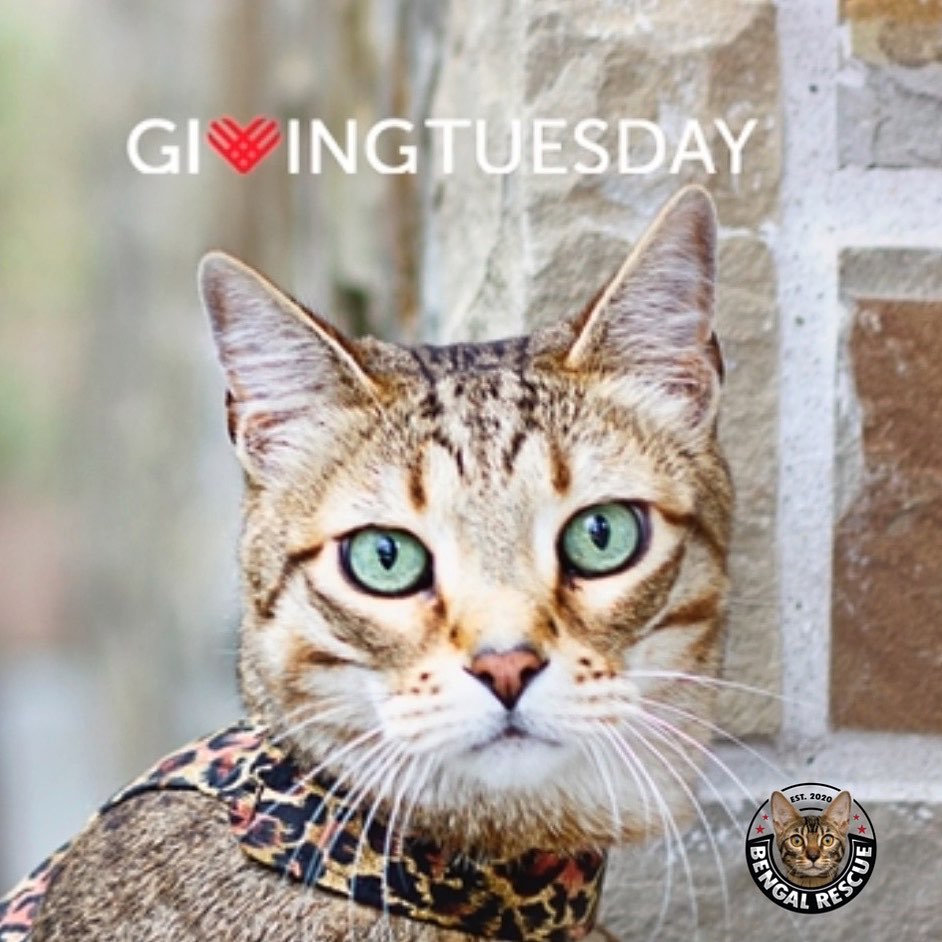 This <a target='_blank' href='https://www.instagram.com/explore/tags/GivingSeason/'>#GivingSeason</a>, we’re aiming to raise $10,000.00 to assist us with the transport and medical care for Bengal Rescue's 2022 rescues. In 2021 alone, our expenses are well over $10,000.00 to date. Thanks to the support of you, we were able to find wonderful homes for over 55 amazing Bengal cats in need.

<a target='_blank' href='https://www.instagram.com/explore/tags/GivingTuesday/'>#GivingTuesday</a> is officially on November 30, however if you would like to help us with this cause, you can donate anytime on and before November 30th, 2021. 

Over the coming weeks, we'll be sharing some very special stories about the cats in our program who have been given a beautiful future, thanks to the hard work our small team has put in, to make a difference. 

You can help Bengal Rescue by creating your own fundraiser on Facebook, a Facebook birthday fundraiser, by adding a Donate button to your posts and adding a Donate sticker to your Stories. 

Thank you for your support, for these amazing cats who need us!

<a target='_blank' href='https://www.instagram.com/explore/tags/adoptdontshop/'>#adoptdontshop</a> <a target='_blank' href='https://www.instagram.com/explore/tags/savingbengals/'>#savingbengals</a> <a target='_blank' href='https://www.instagram.com/explore/tags/bengalrescue/'>#bengalrescue</a> <a target='_blank' href='https://www.instagram.com/explore/tags/officialbengalrescue/'>#officialbengalrescue</a> <a target='_blank' href='https://www.instagram.com/explore/tags/guidestarplatinum/'>#guidestarplatinum</a> <a target='_blank' href='https://www.instagram.com/explore/tags/savingcats/'>#savingcats</a> <a target='_blank' href='https://www.instagram.com/explore/tags/foreverhome/'>#foreverhome</a> <a target='_blank' href='https://www.instagram.com/explore/tags/fosteringsaveslives/'>#fosteringsaveslives</a> <a target='_blank' href='https://www.instagram.com/explore/tags/thankful/'>#thankful</a> <a target='_blank' href='https://www.instagram.com/explore/tags/greatful/'>#greatful</a> <a target='_blank' href='https://www.instagram.com/explore/tags/greatfulheart/'>#greatfulheart</a>