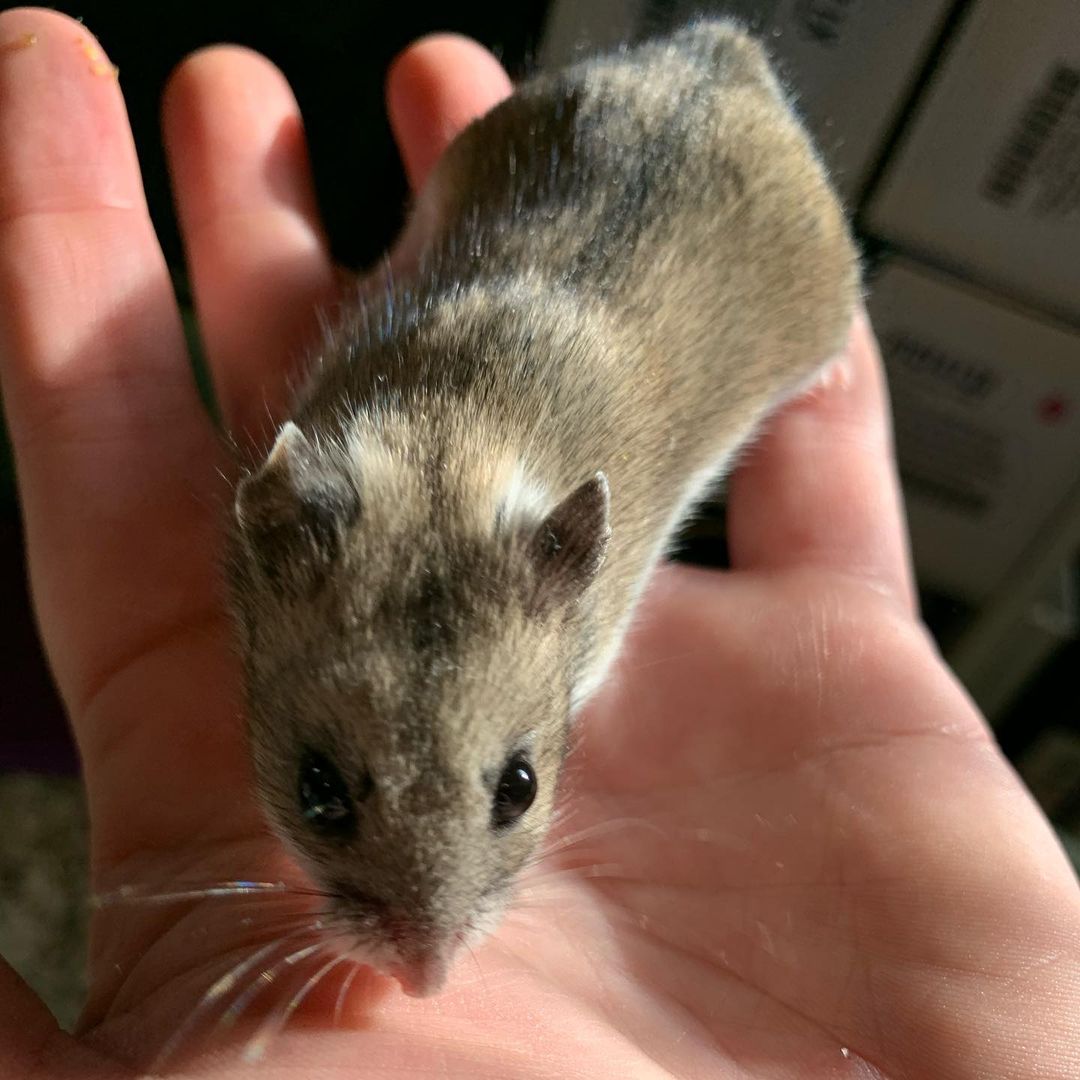 🎩🐹He’s So Fancy, You Already Know…🐹🎩

Introducing Mr. Christian Dior, the bougiest hamster you’ve ever met. This little guy is only six months old but he is incredibly gentle and enjoys being held. He also loves his luxury 🚘 Rolls-Royce 🚘of exercise balls — it takes him a few minutes to get int the groove, but once he is it’s full steam ahead! If you’ve ever wanted to add an easy-going, chill pet to your life, this is the boy for you!

Mr. Christian Dior comes with his luxury hand-crafted condo, his exercise ball, other assorted toys and bowls, and whatever food we have left over when you adopt him! 

💌: shelter@ochsms.org
☎️: 662-338-9093
🖥: www.ochsms.org/adopt

<a target='_blank' href='https://www.instagram.com/explore/tags/hampster/'>#hampster</a> <a target='_blank' href='https://www.instagram.com/explore/tags/hampstersofinstagram/'>#hampstersofinstagram</a> <a target='_blank' href='https://www.instagram.com/explore/tags/hampsteradoption/'>#hampsteradoption</a> <a target='_blank' href='https://www.instagram.com/explore/tags/ochs/'>#ochs</a> <a target='_blank' href='https://www.instagram.com/explore/tags/adoptdontshop/'>#adoptdontshop</a> <a target='_blank' href='https://www.instagram.com/explore/tags/animalrescue/'>#animalrescue</a> <a target='_blank' href='https://www.instagram.com/explore/tags/spayandneuter/'>#spayandneuter</a> <a target='_blank' href='https://www.instagram.com/explore/tags/adoptables/'>#adoptables</a> <a target='_blank' href='https://www.instagram.com/explore/tags/humanesociety/'>#humanesociety</a> <a target='_blank' href='https://www.instagram.com/explore/tags/animalwelfare/'>#animalwelfare</a> <a target='_blank' href='https://www.instagram.com/explore/tags/fosteringsaveslives/'>#fosteringsaveslives</a> <a target='_blank' href='https://www.instagram.com/explore/tags/whywerescue/'>#whywerescue</a> <a target='_blank' href='https://www.instagram.com/explore/tags/adoptezmoi/'>#adoptezmoi</a> <a target='_blank' href='https://www.instagram.com/explore/tags/adoptme/'>#adoptme</a> <a target='_blank' href='https://www.instagram.com/explore/tags/starkville/'>#starkville</a> <a target='_blank' href='https://www.instagram.com/explore/tags/starkvillems/'>#starkvillems</a> <a target='_blank' href='https://www.instagram.com/explore/tags/mspets/'>#mspets</a> <a target='_blank' href='https://www.instagram.com/explore/tags/petsofinstagram/'>#petsofinstagram</a> <a target='_blank' href='https://www.instagram.com/explore/tags/furreverhome/'>#furreverhome</a> <a target='_blank' href='https://www.instagram.com/explore/tags/rescuelove/'>#rescuelove</a>