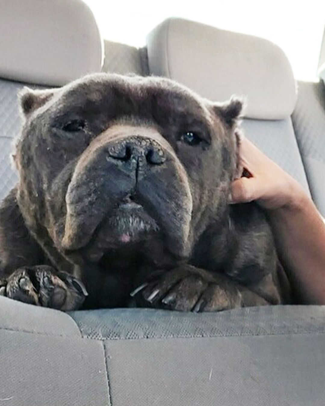 Y’ALL HOLD ONTO YOUR BUTTS BECAUSE WE HAVE A CHONKY HEART MELT SITUATION ON OUR HANDS!!

Scythe has left the building, we repeat, Scythe has left the building!!! 

Shout out to @laean4luvs for being his getaway driver and to @karlaspack for fostering this hippo!

Thank you to @rebeccacorry and @standupforpitsfoundation for the $1,000 Angel Grant to be used towards his care. 

This squatty grandpa will be seeing our vet for a full work up this week and we’ll be sure to share all those details post evaluation.

We needs y’all’s help naming this kid because Scythe doesn’t fit this nugget. 

Drop your name suggestions in the comments below to help us name this velvety grandpa!

<a target='_blank' href='https://www.instagram.com/explore/tags/RealGoodRescue/'>#RealGoodRescue</a> 
<a target='_blank' href='https://www.instagram.com/explore/tags/RealGoodGang/'>#RealGoodGang</a> 
<a target='_blank' href='https://www.instagram.com/explore/tags/DevoreAnimalShelter/'>#DevoreAnimalShelter</a> 
<a target='_blank' href='https://www.instagram.com/explore/tags/A756825/'>#A756825</a>
<a target='_blank' href='https://www.instagram.com/explore/tags/StandUpForPits/'>#StandUpForPits</a>