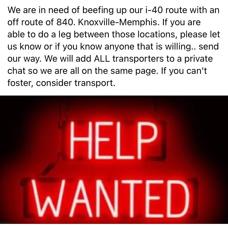 Want to help TDR but don’t know how, we’ve got some suggestions!♥️
.
.
.
✅Donate: Venmo and Paypal - tndachshundrescue 
🐶Foster: apply at www.tndachshundrescue.com 
🚕Transport: email us at tndachshundrescue@gmail.com to join the road dog team
💜Adopt: apply at www.tndachshundrescue.com 🐾
📣Spread the news: like and sharing our posts here + on FB REALLY helps the puppers find their pawfect Furever Families.
.
.
.
<a target='_blank' href='https://www.instagram.com/explore/tags/dachshundsofinstagram/'>#dachshundsofinstagram</a> <a target='_blank' href='https://www.instagram.com/explore/tags/helpwanted/'>#helpwanted</a> <a target='_blank' href='https://www.instagram.com/explore/tags/donate/'>#donate</a> <a target='_blank' href='https://www.instagram.com/explore/tags/transport/'>#transport</a> <a target='_blank' href='https://www.instagram.com/explore/tags/dogs/'>#dogs</a> <a target='_blank' href='https://www.instagram.com/explore/tags/rescuedog/'>#rescuedog</a> <a target='_blank' href='https://www.instagram.com/explore/tags/rescuedogsofinstagram/'>#rescuedogsofinstagram</a> <a target='_blank' href='https://www.instagram.com/explore/tags/rescuedachshund/'>#rescuedachshund</a> <a target='_blank' href='https://www.instagram.com/explore/tags/501c3/'>#501c3</a> <a target='_blank' href='https://www.instagram.com/explore/tags/nonprofit/'>#nonprofit</a> <a target='_blank' href='https://www.instagram.com/explore/tags/volunteer/'>#volunteer</a> <a target='_blank' href='https://www.instagram.com/explore/tags/tennessee/'>#tennessee</a>