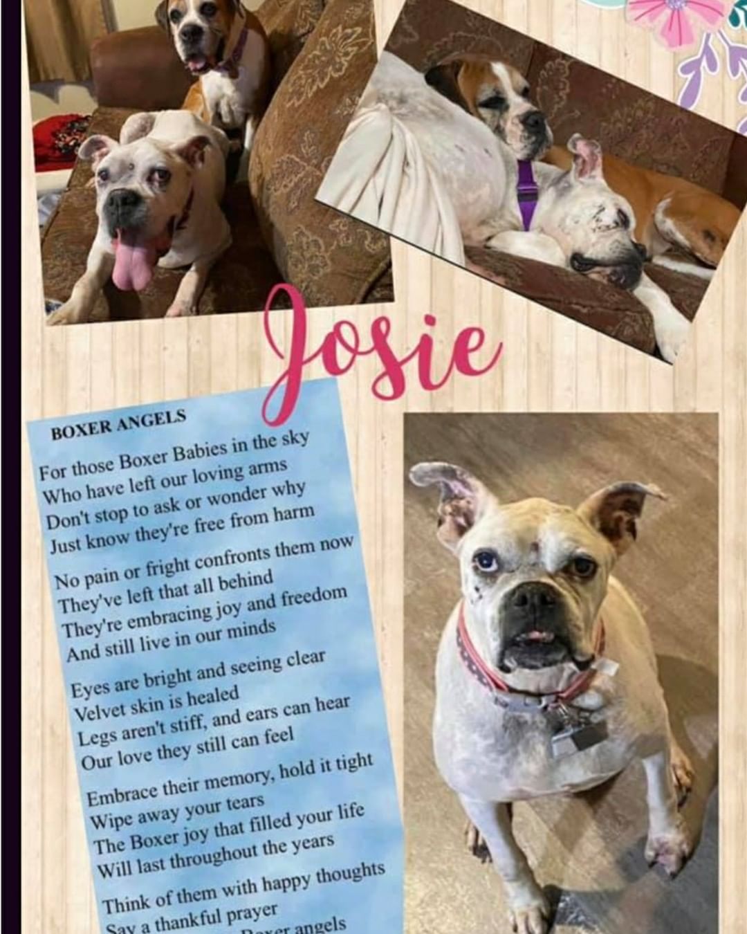 🌈 RAINBOW BRIDGE DEDICATION 🌈
Miss Josie
Crossed the Bridge 9/1/21

From Josie's Family:

A year and a half ago, I picked up you and your sister, Maggie, from Rejection Collection Boxer Rescue.
The minute you both were welcomed into our family you brought us nothing but joy! Your pain is now gone and now’s your time to rest easy my girl. You now get to be reunited with Miss Maggie.