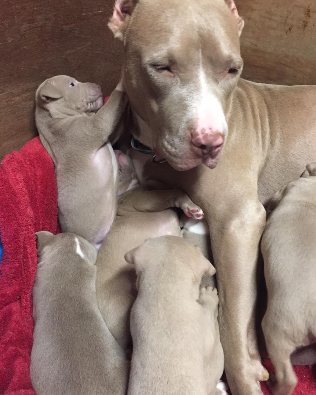 🍳 👩‍🍳 🎂 BAKER’S DOZEN 🧁 👨‍🍳🍮

Baker 👩‍🍳 and Chef’s👨‍🍳 babies are ready for adoption! 

🍰 These beautiful pitty puppies were born August 29th. 

🍬 They are a very energetic bunch who love wrestling with each other and chasing tennis balls. 🎾 

All pups have been spayed/neutered, microchipped and given first vaccines.