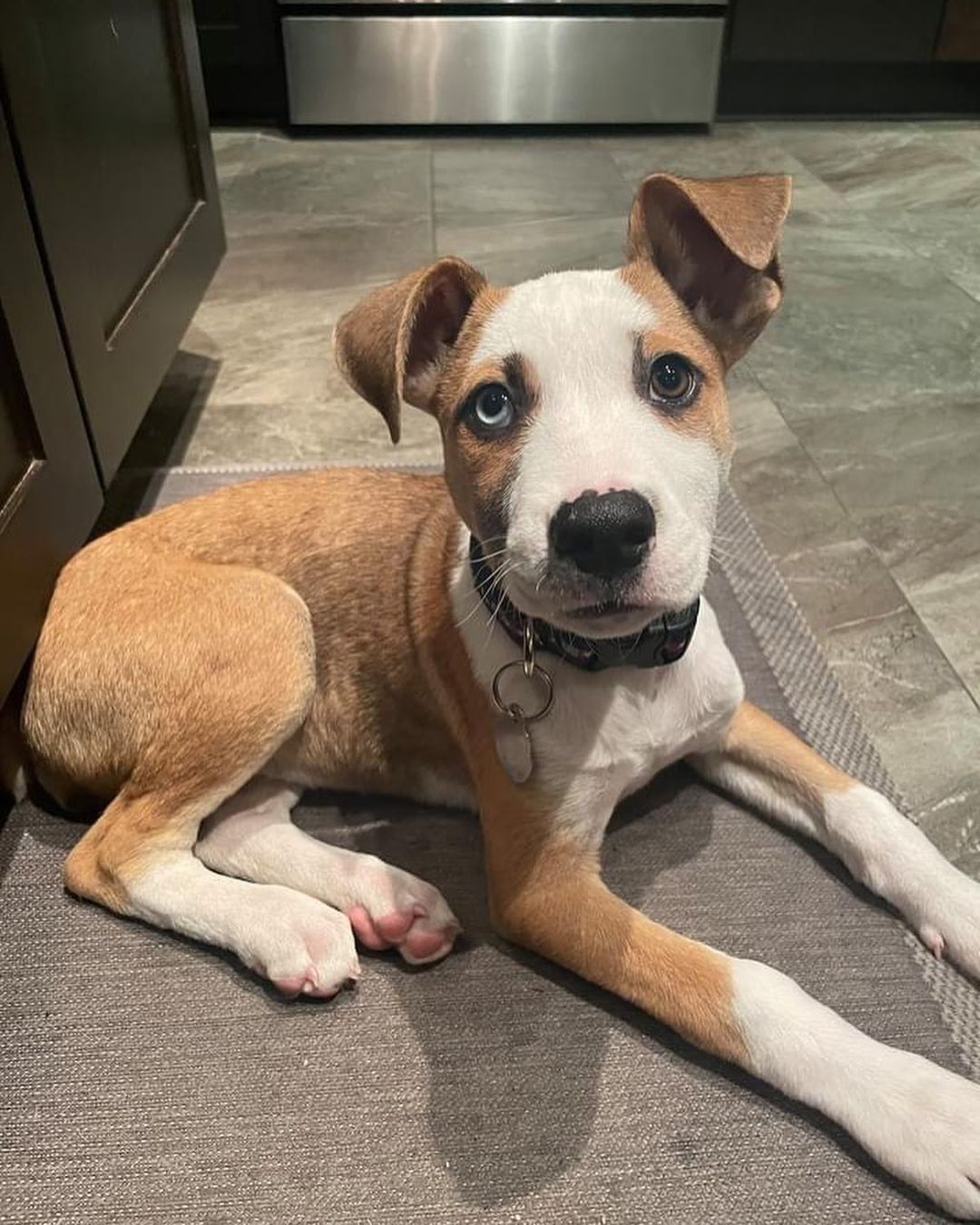 PUPDATE: Fenway is still available! Come get this sweet girl 🐾

HSTT has puppies! Ebbet, Wrigley and Fenway are sweet girls that are all 3 months old and ready for their forever homes! 

Please email adoptions@hstt.org for inquiries. Appointments start tomorrow, 11/3!