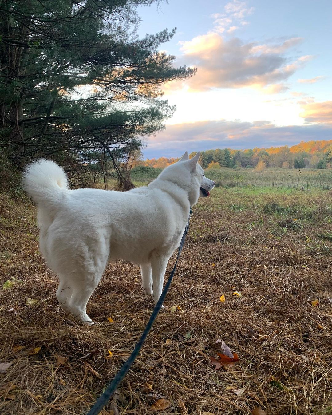 Finn MacCool 😎had a nice hike last before the Trick or Treat time 👻. He was mentally and physically exercised, then enjoyed a frozen Kong while keeping an eye on his dad and he faced the potential intruders at the door. Finn only had to bark 3 times and realized Dad had things under control and continued to enjoy his treats. We tried to keep him with his mom in the basement but Finn the family guardian asked to be close to Dad and be his back up. He’s usually a mama’s boy but his desire to protect the family outweighed his love for mama. Thankfully he did really well 🙌🏼🐾♥️🐾🙌🏼. He used to go crazy! But that’s behind us now. Changing Finn’s feelings about strangers at the door took time ⏰ and it’s a continuous work in progress. We do our best to manage the environment to help him be successful. 🐾♥️🐾 <a target='_blank' href='https://www.instagram.com/explore/tags/chaampmalamutes/'>#chaampmalamutes</a> <a target='_blank' href='https://www.instagram.com/explore/tags/hikingdog/'>#hikingdog</a>