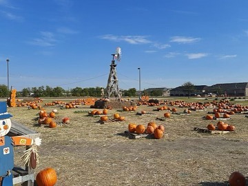 Our first Pumpkin Pickup!  A huge THANK YOU  Neala for making this happen.  Thank you to The Fairways at Frisco and Grace Avenue United Methodist Church for your donations! <a target='_blank' href='https://www.instagram.com/explore/tags/pumpkins/'>#pumpkins</a> <a target='_blank' href='https://www.instagram.com/explore/tags/feedtheanimals/'>#feedtheanimals</a> <a target='_blank' href='https://www.instagram.com/explore/tags/sanctuarylife/'>#sanctuarylife</a> <a target='_blank' href='https://www.instagram.com/explore/tags/rescue/'>#rescue</a>