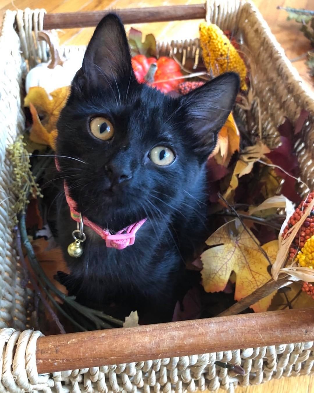 Our fifth black kitty for November is Palmer! She loves to play and chase toys almost as much as she loves pouncing on her siblings! She is a very loving, sweet girl who is super social. Palmer is about 4 months old, spayed, FIV/FELV negative and up to date on vaccines. To put in an application click on the link below.

https://www.sbanimalrescue.org/adopt