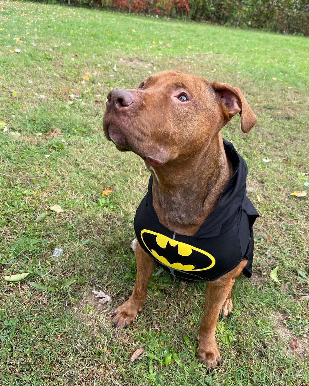 Check out some of our adoptable rescues dressed for Halloween! 
•
Mona Apple Chuckie Champ 🐾🎃