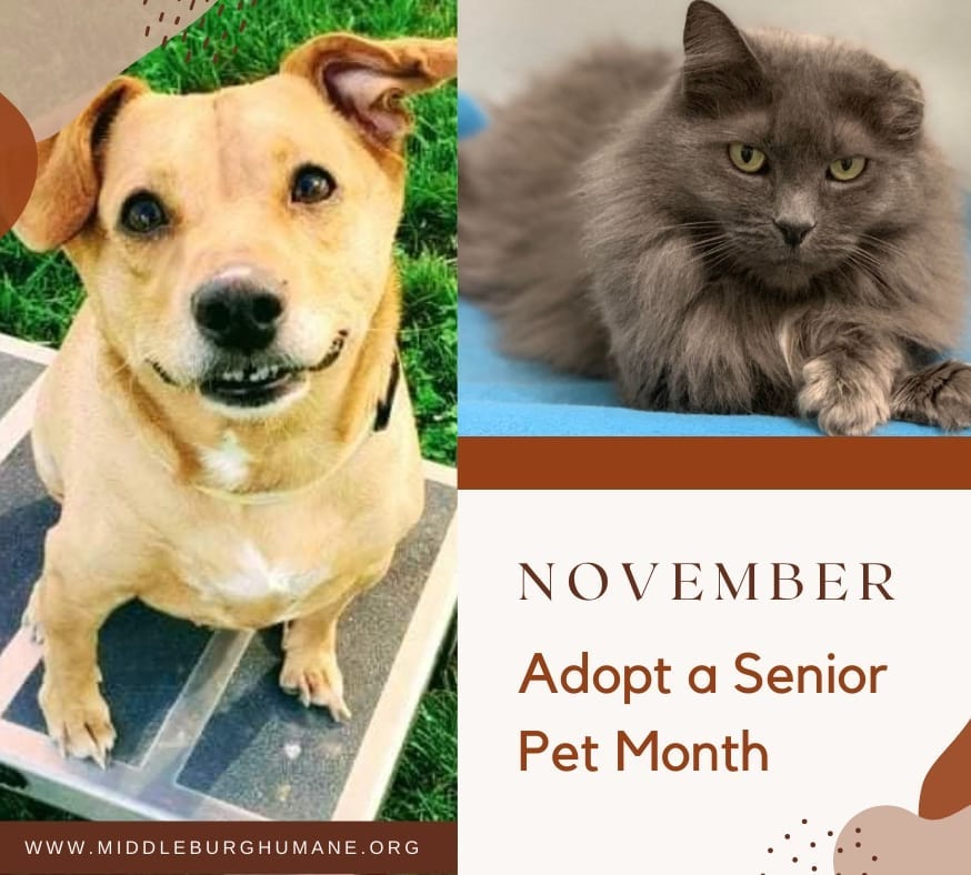 <a target='_blank' href='https://www.instagram.com/explore/tags/november/'>#november</a> is <a target='_blank' href='https://www.instagram.com/explore/tags/adoptaseniorpet/'>#adoptaseniorpet</a> month and we have several wonderful senior cats and dogs available for adoption. <a target='_blank' href='https://www.instagram.com/explore/tags/seniorsrule/'>#seniorsrule</a> <a target='_blank' href='https://www.instagram.com/explore/tags/rescuecatsofinstagram/'>#rescuecatsofinstagram</a> <a target='_blank' href='https://www.instagram.com/explore/tags/rescuedogsofinstagram/'>#rescuedogsofinstagram</a> <a target='_blank' href='https://www.instagram.com/explore/tags/adoptable/'>#adoptable</a> <a target='_blank' href='https://www.instagram.com/explore/tags/middleburghumanefoundation/'>#middleburghumanefoundation</a>