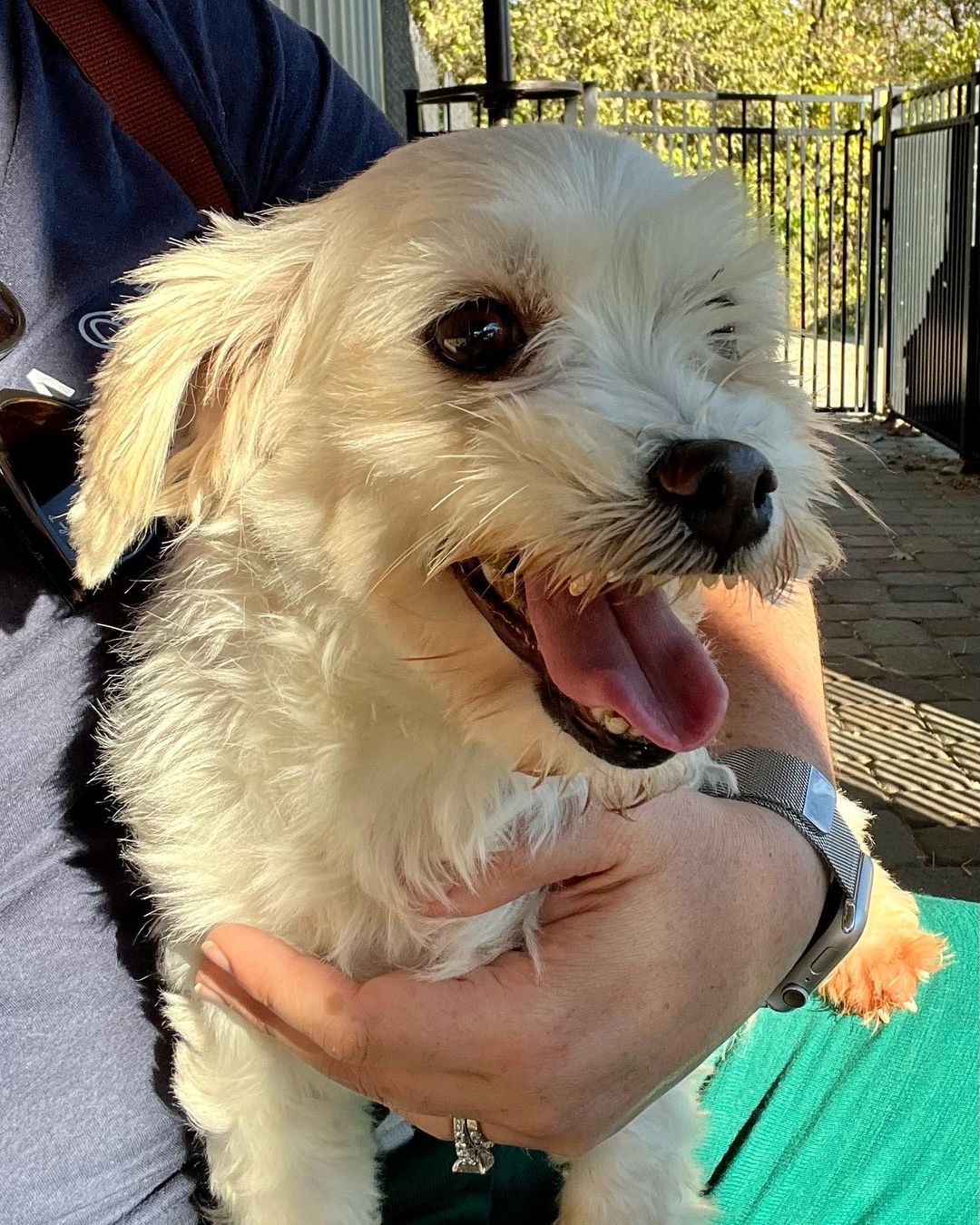 Little dog lovers, we have your girl! Meet Cortana, a purebred Coton de Tulear with an adorable underbite and the sweetest personality. 🤍🤍🤍

This 5 year old girl came to us this weekend as a breeder surrender and she is doing incredible in her foster home. She loves dogs of all sizes, kids and especially the cat - she does a hilarious little bounce in front of the cat to try to make her play with her (the humans all think this is very funny - the cat is less amused 🤣). She walks well on a leash, is gentle, is crate trained and is picking up potty training quickly. 🤍🤍🤍

Cortana is just 12lbs and doesn’t shed. She is eager for love and just melts into your lap when you pet her. She will be an easy going, loving companion for any home. Fill out an app to meet her before she’s scooped up! 🤍🤍🤍

<a target='_blank' href='https://www.instagram.com/explore/tags/adoptme/'>#adoptme</a> <a target='_blank' href='https://www.instagram.com/explore/tags/rescuedog/'>#rescuedog</a> <a target='_blank' href='https://www.instagram.com/explore/tags/cotondetulear/'>#cotondetulear</a> <a target='_blank' href='https://www.instagram.com/explore/tags/smalldog/'>#smalldog</a> <a target='_blank' href='https://www.instagram.com/explore/tags/familydog/'>#familydog</a> <a target='_blank' href='https://www.instagram.com/explore/tags/catfriendly/'>#catfriendly</a> <a target='_blank' href='https://www.instagram.com/explore/tags/love/'>#love</a> <a target='_blank' href='https://www.instagram.com/explore/tags/hypoallergenic/'>#hypoallergenic</a> <a target='_blank' href='https://www.instagram.com/explore/tags/mature/'>#mature</a> <a target='_blank' href='https://www.instagram.com/explore/tags/dogsofstl/'>#dogsofstl</a> <a target='_blank' href='https://www.instagram.com/explore/tags/dogsofstlouis/'>#dogsofstlouis</a> <a target='_blank' href='https://www.instagram.com/explore/tags/sweetheart/'>#sweetheart</a> <a target='_blank' href='https://www.instagram.com/explore/tags/pickme/'>#pickme</a>